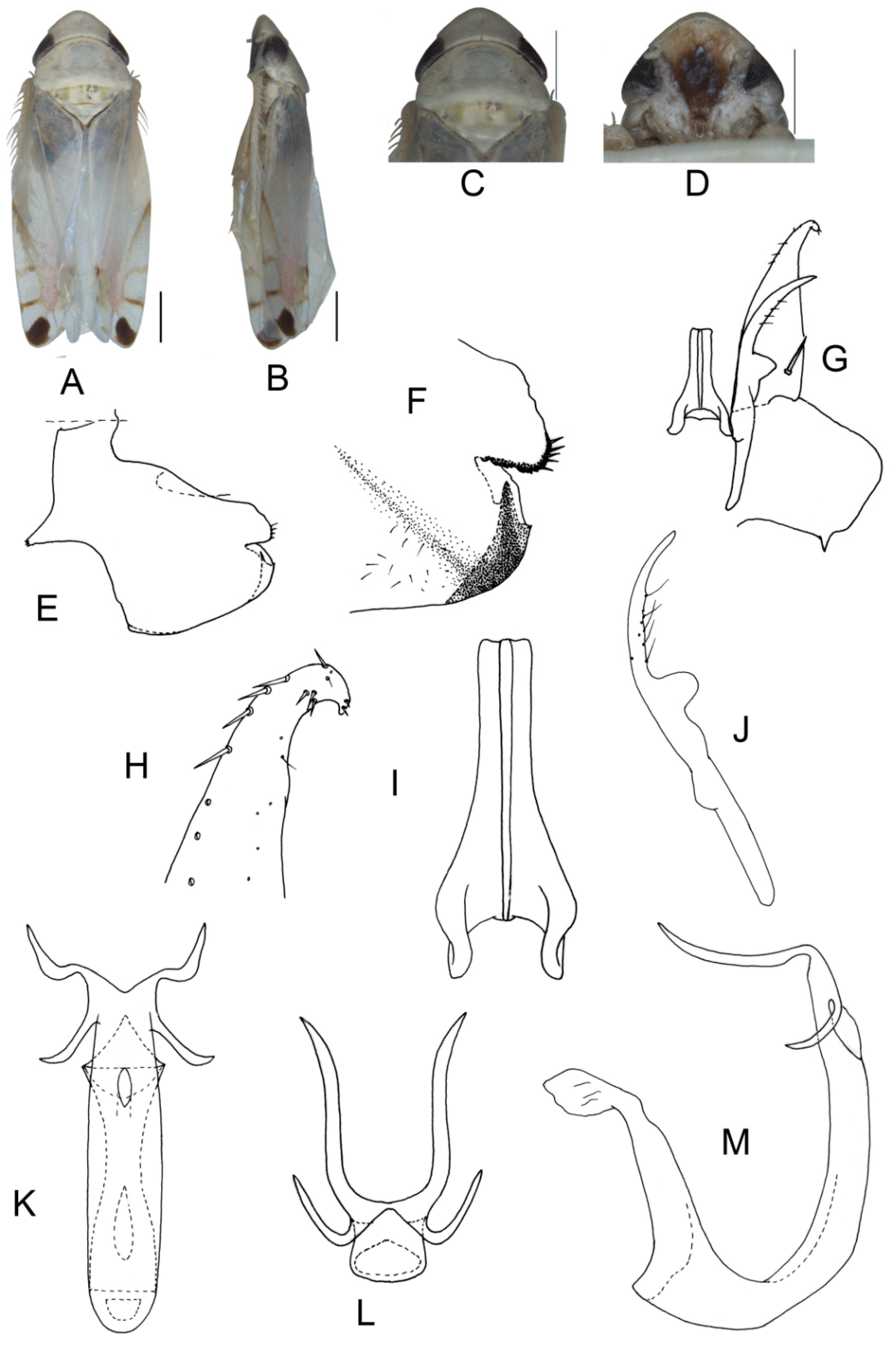 Insects 13 00345 g008