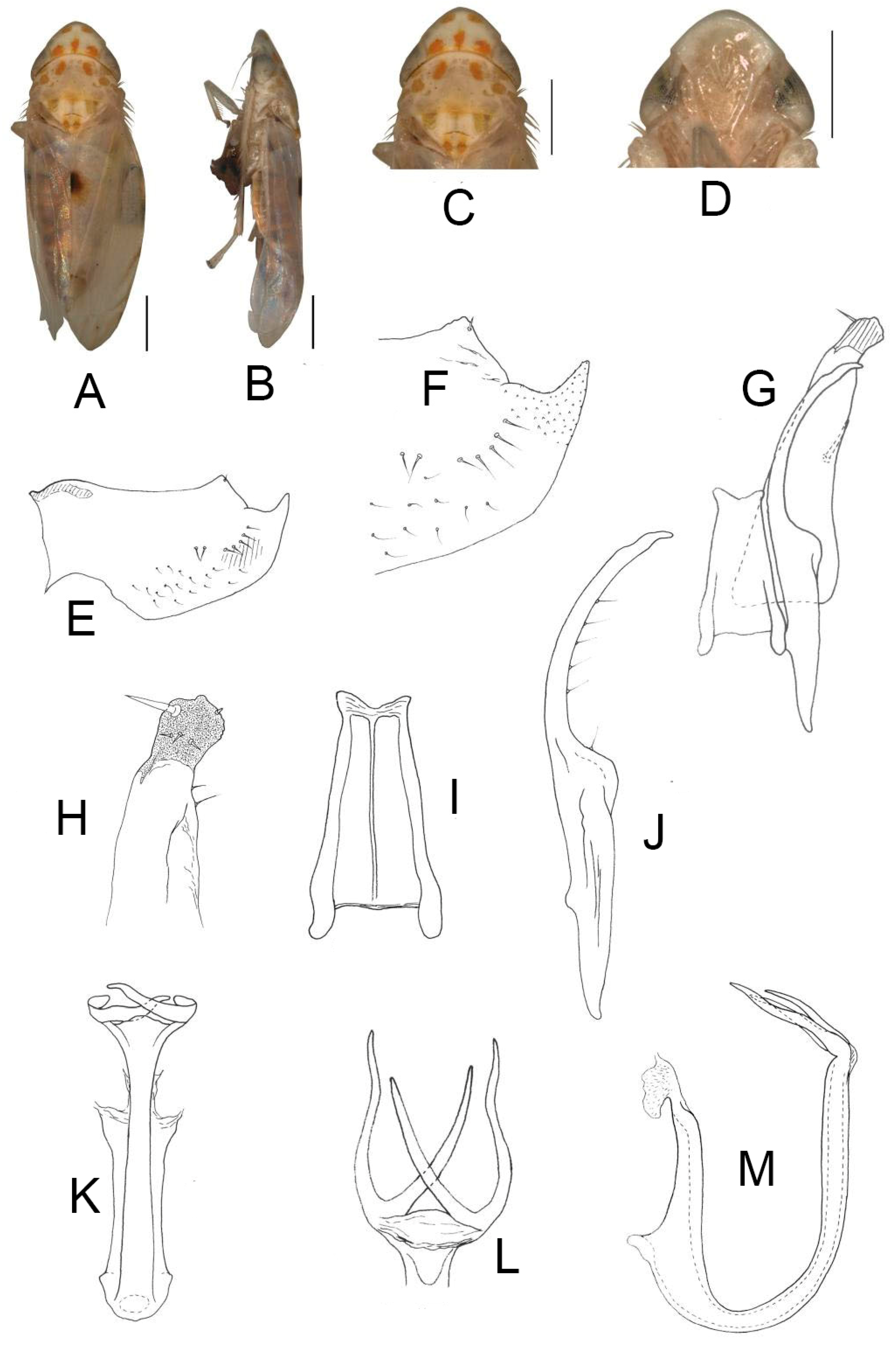 Insects 13 00345 g012