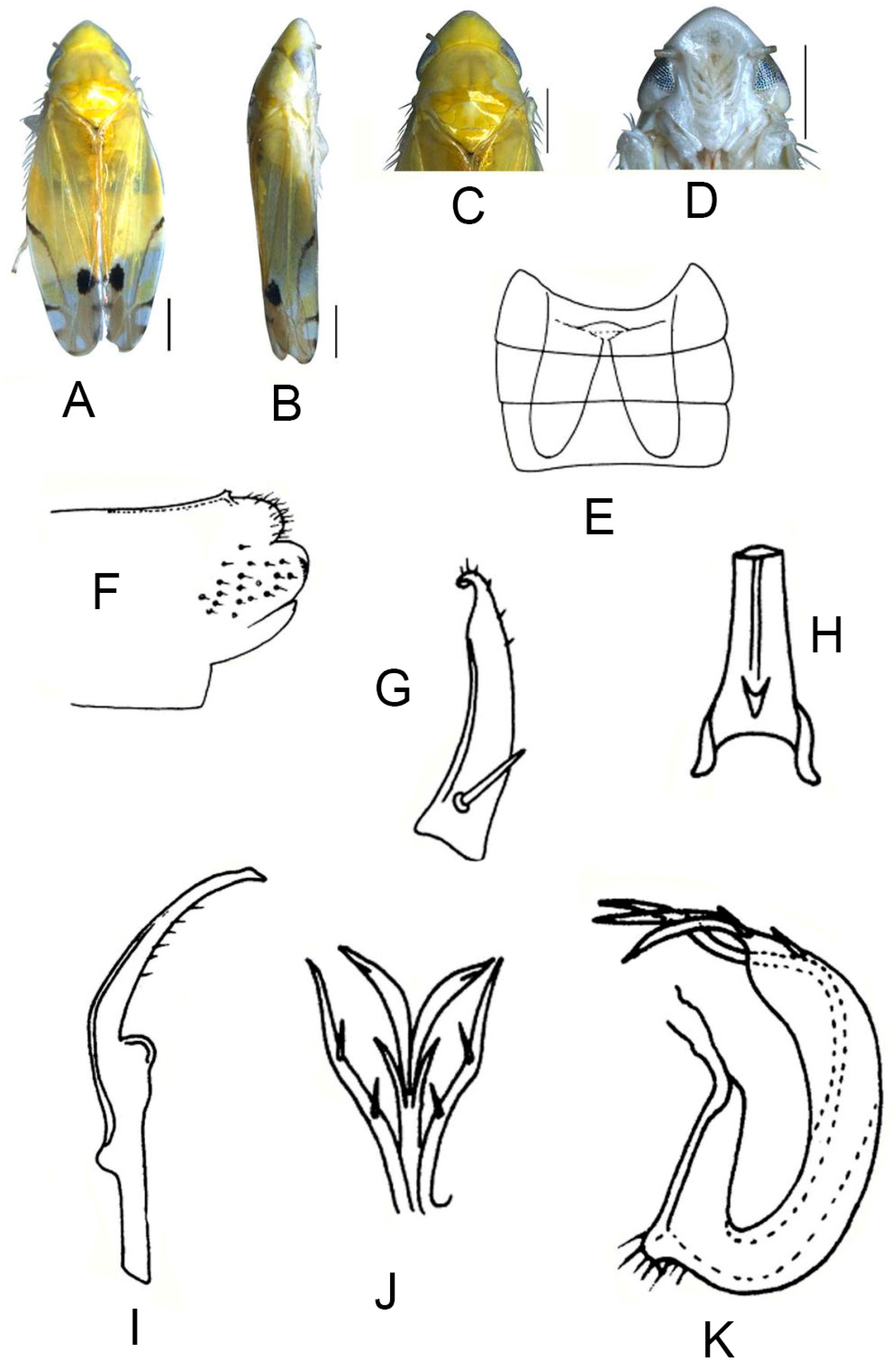 Insects 13 00345 g013