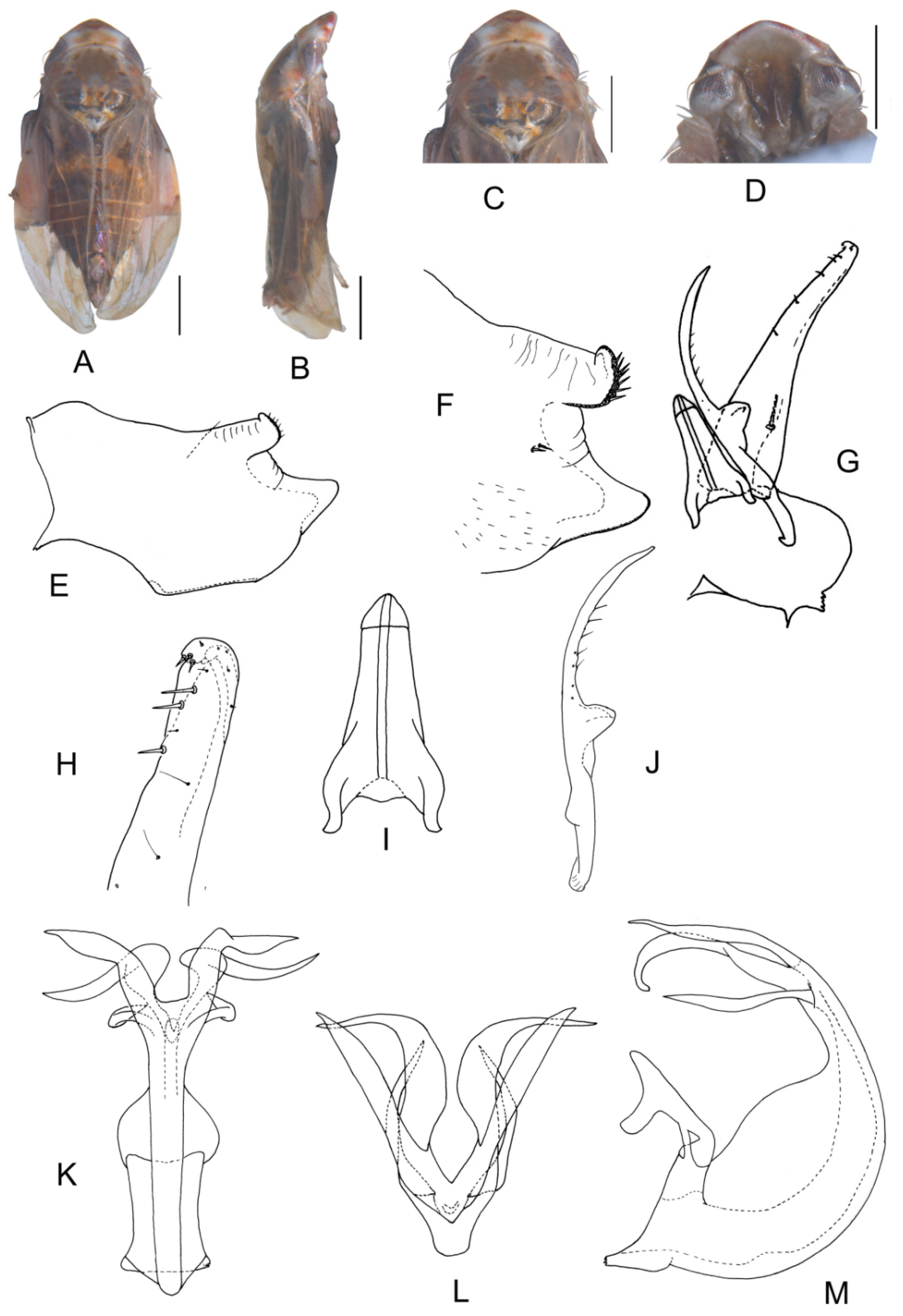 Insects 13 00345 g014