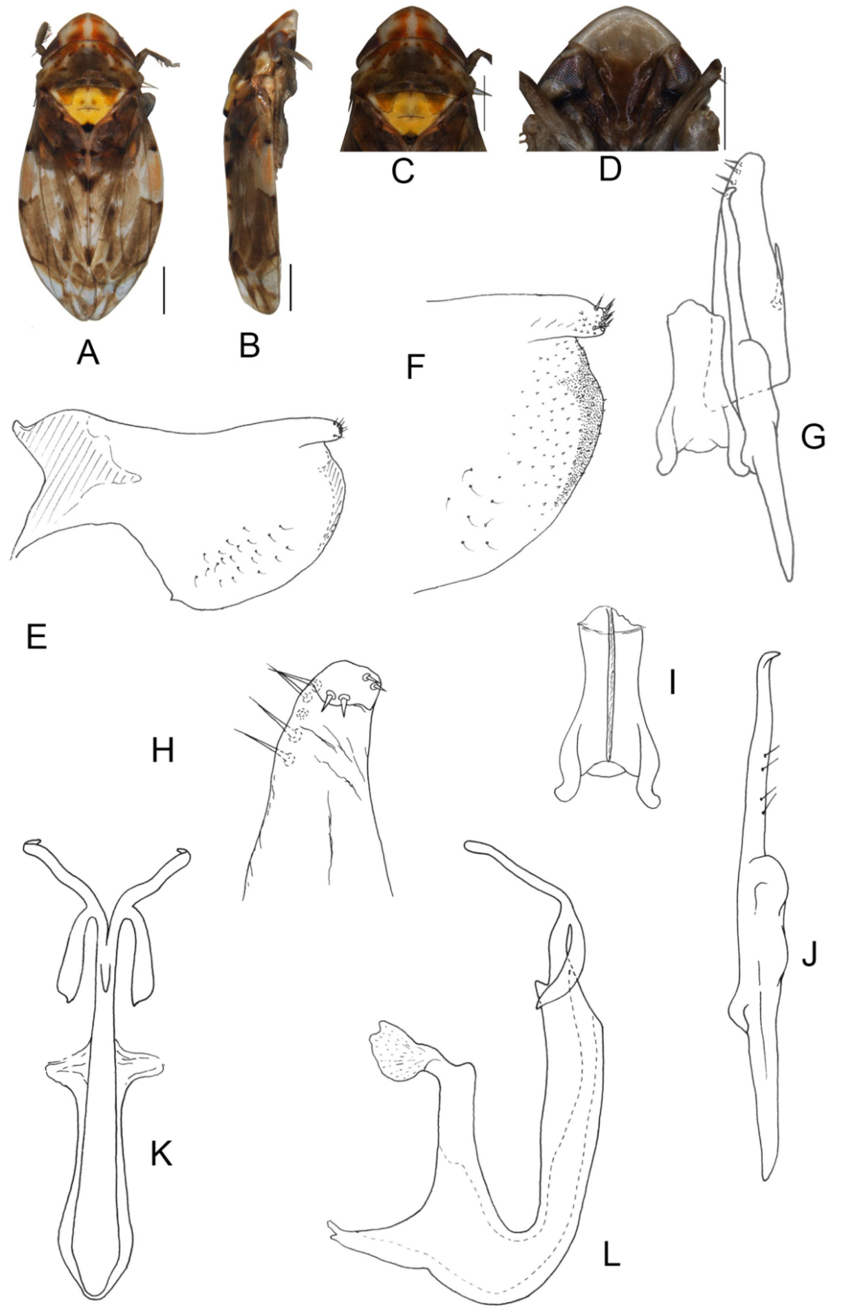 Insects 13 00345 g016