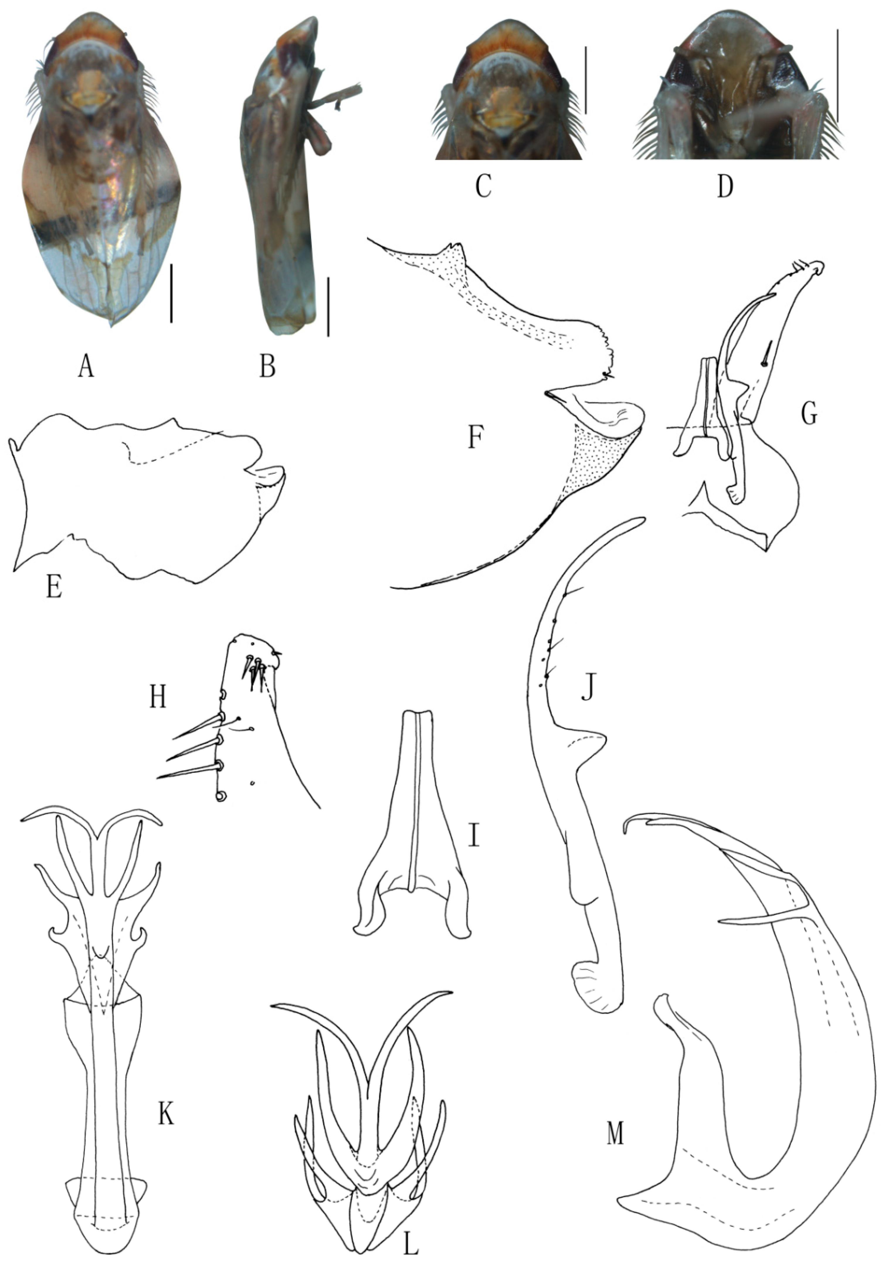 Insects 13 00345 g017