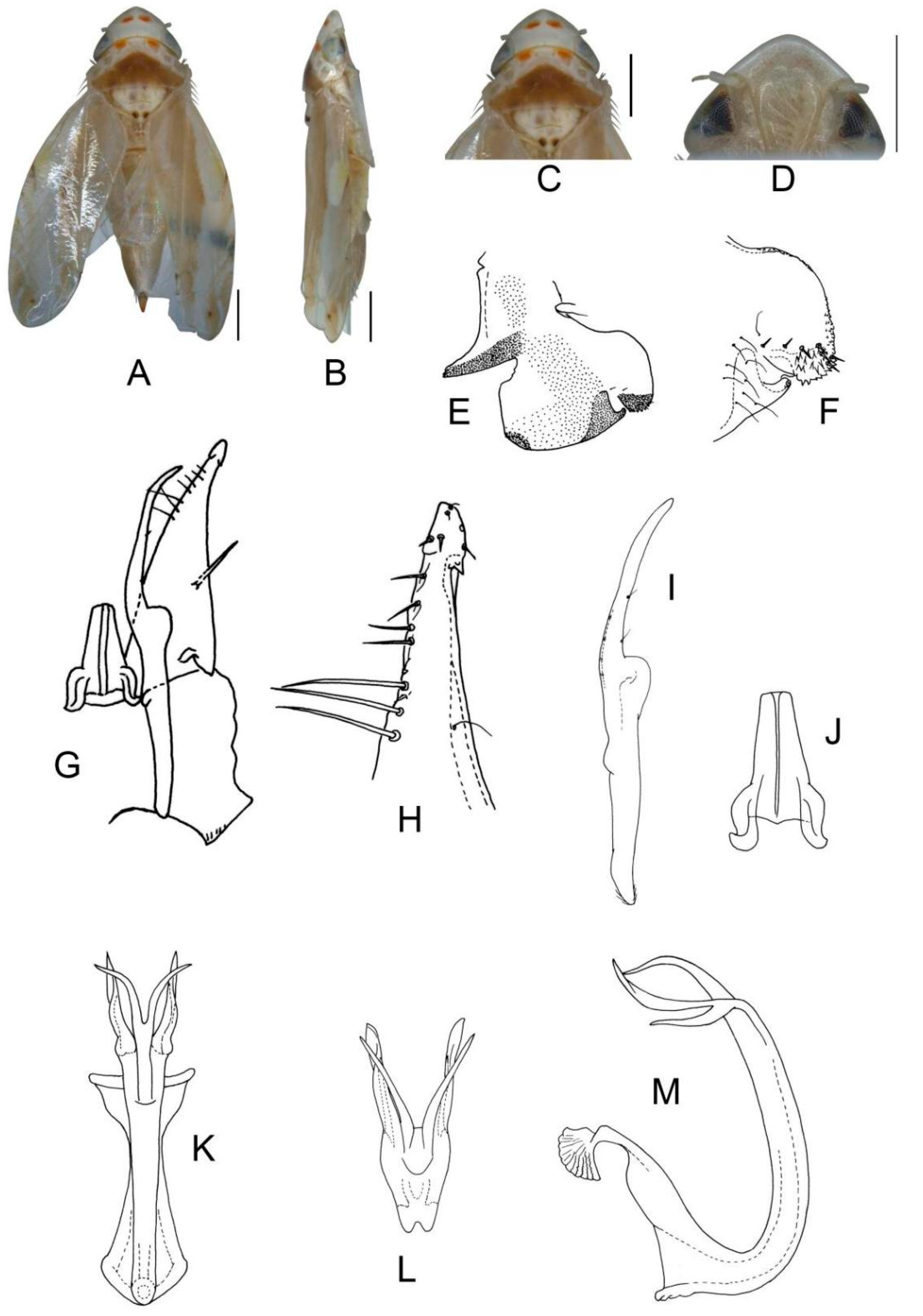 Insects 13 00345 g026