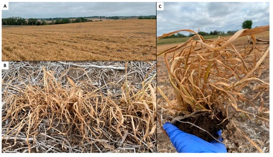 Insects 13 00348 g0a1 550