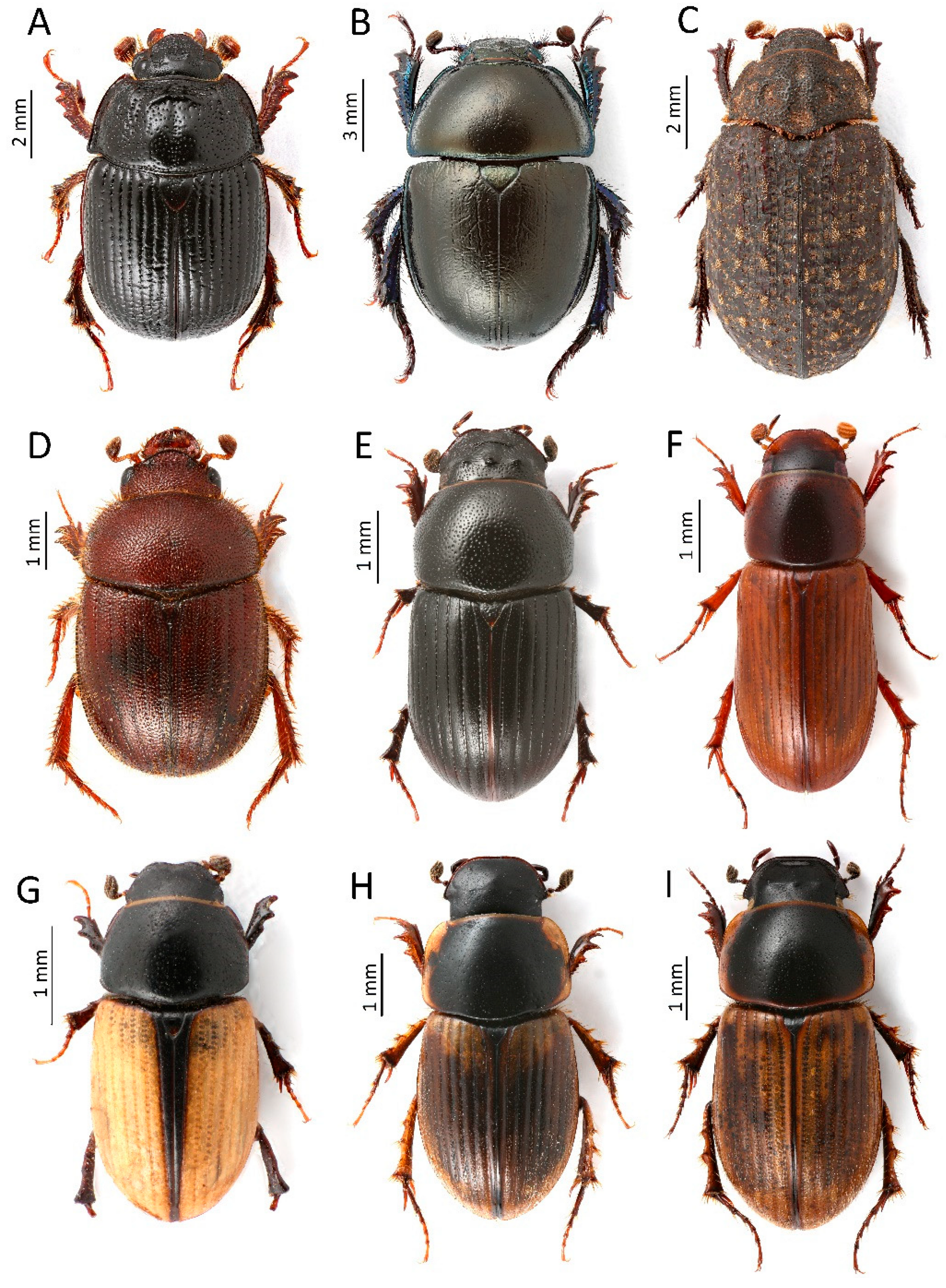 Insects 13 00352 g005