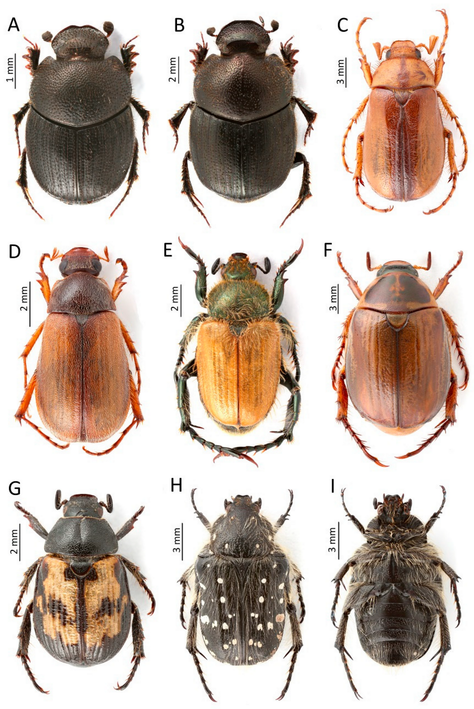 Insects 13 00352 g007