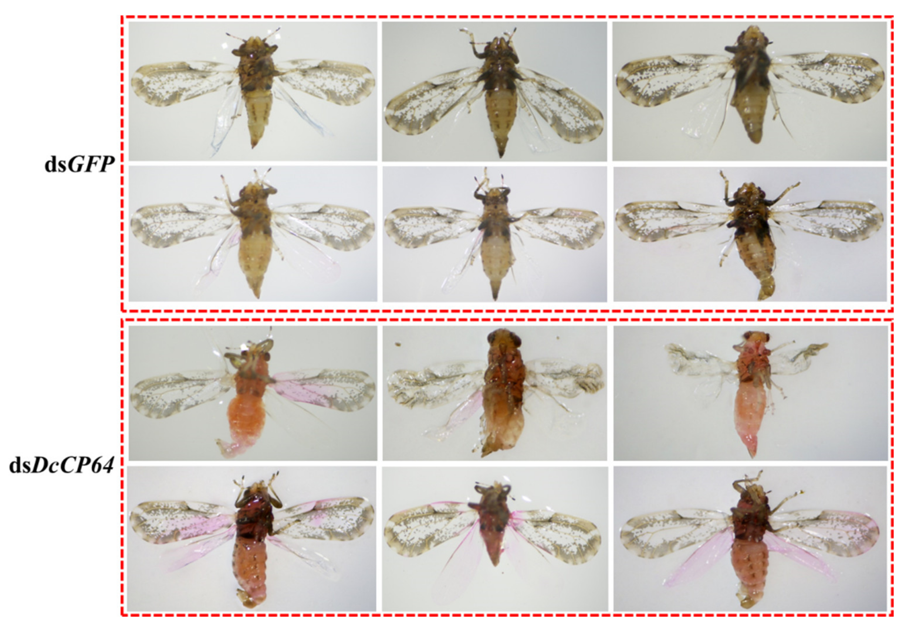 Insects 13 00353 g006