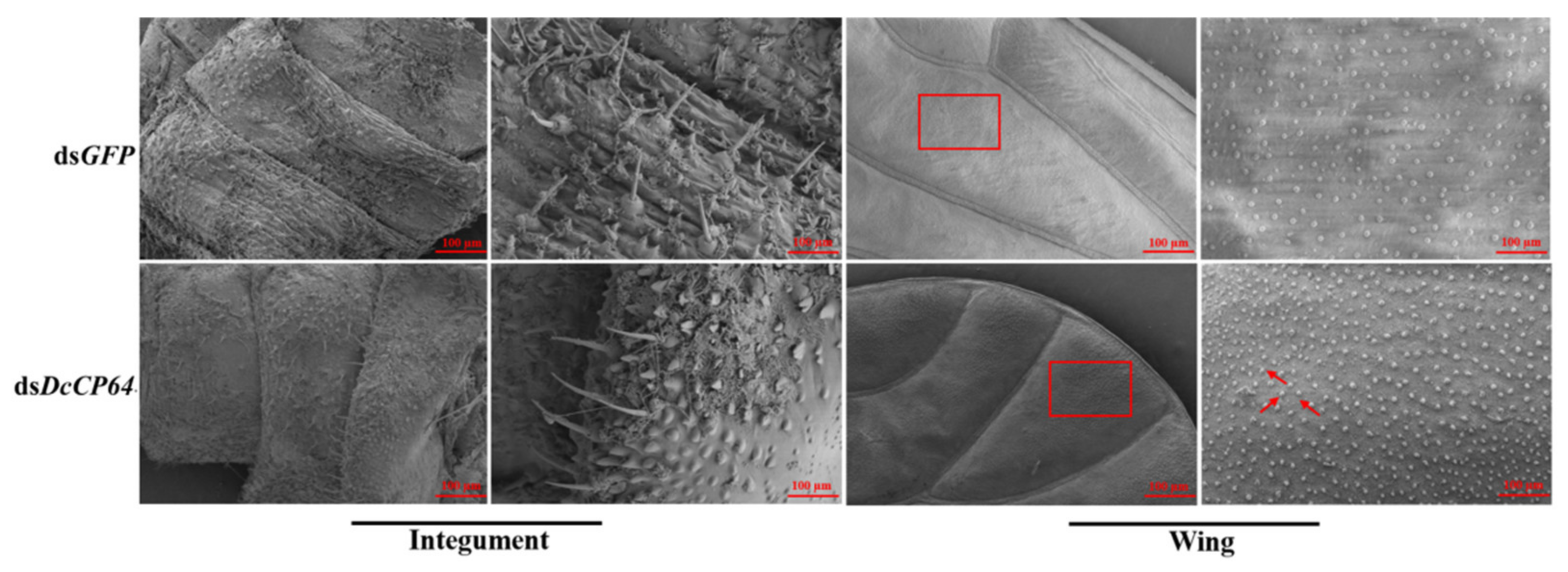 Insects 13 00353 g007