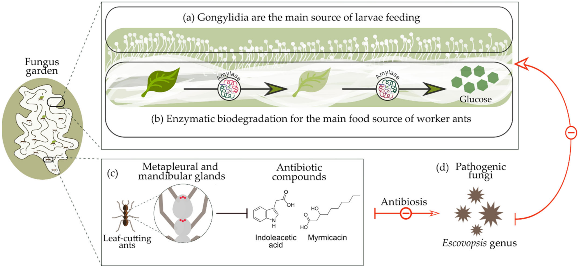 Insects 13 00359 g001