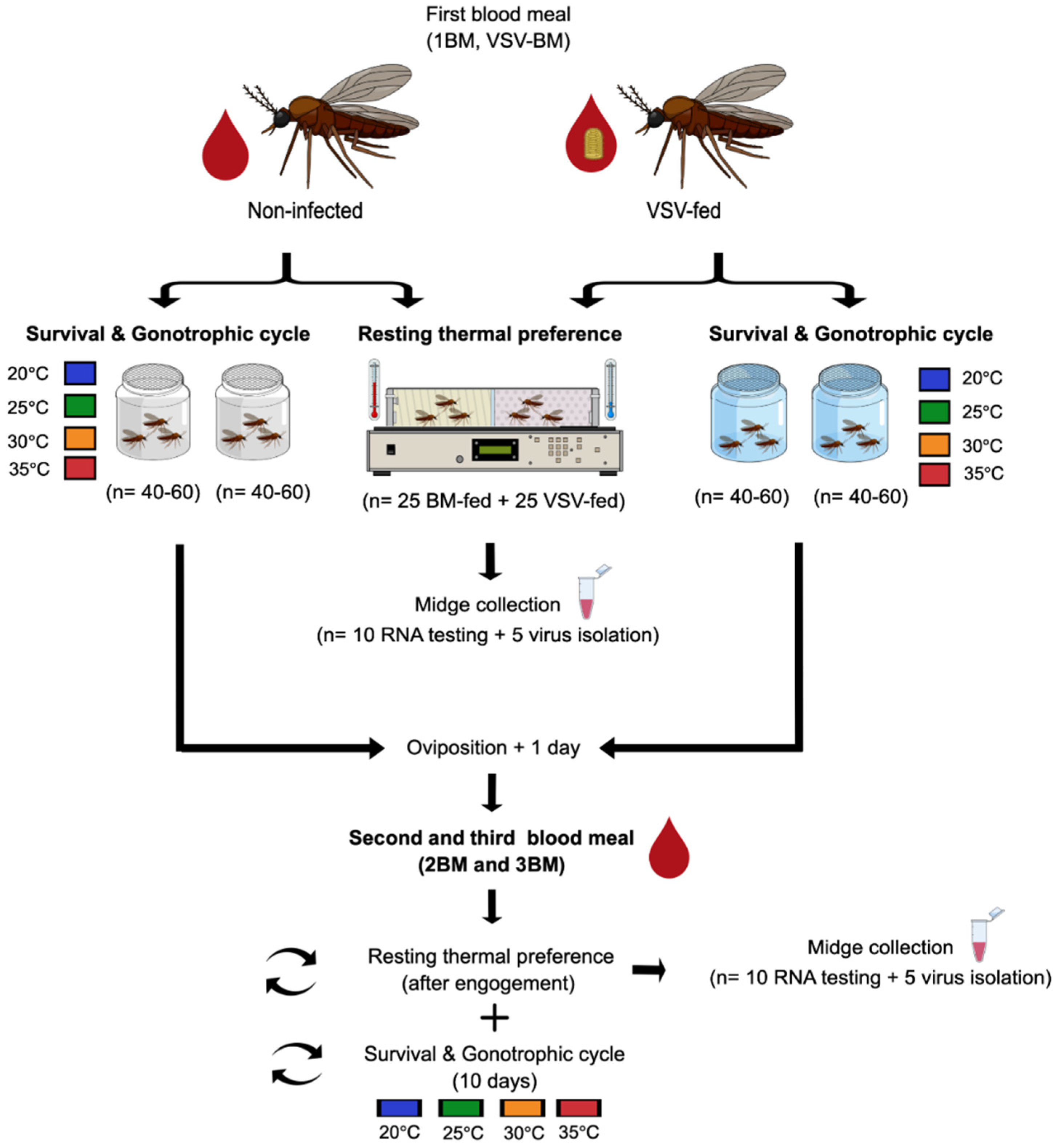 Insects 13 00372 g001