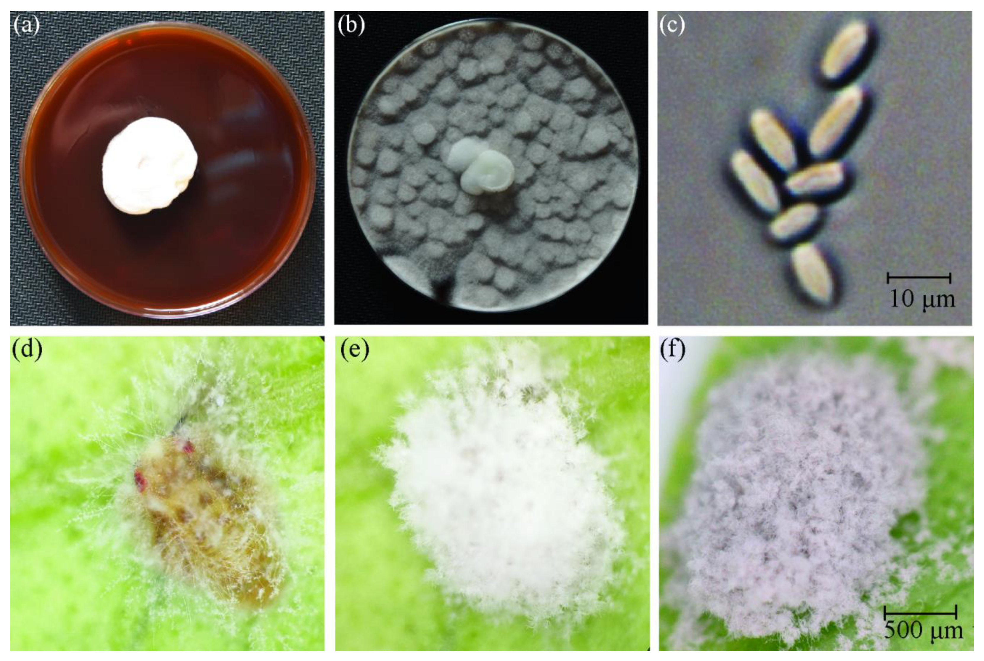 Insects 13 00374 g001