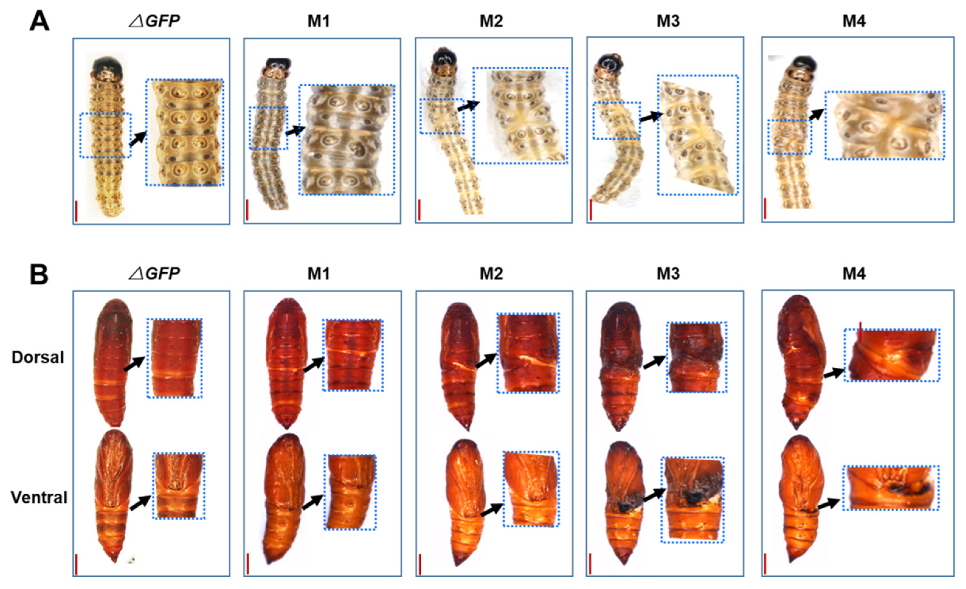 Insects 13 00384 g006 Insects 13 00384 g006