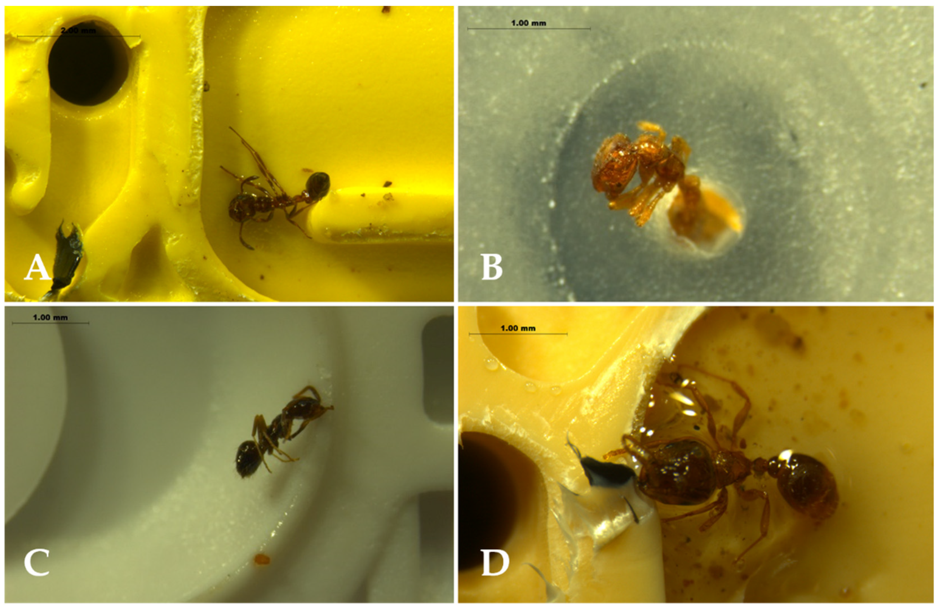 Insects 13 00395 g007