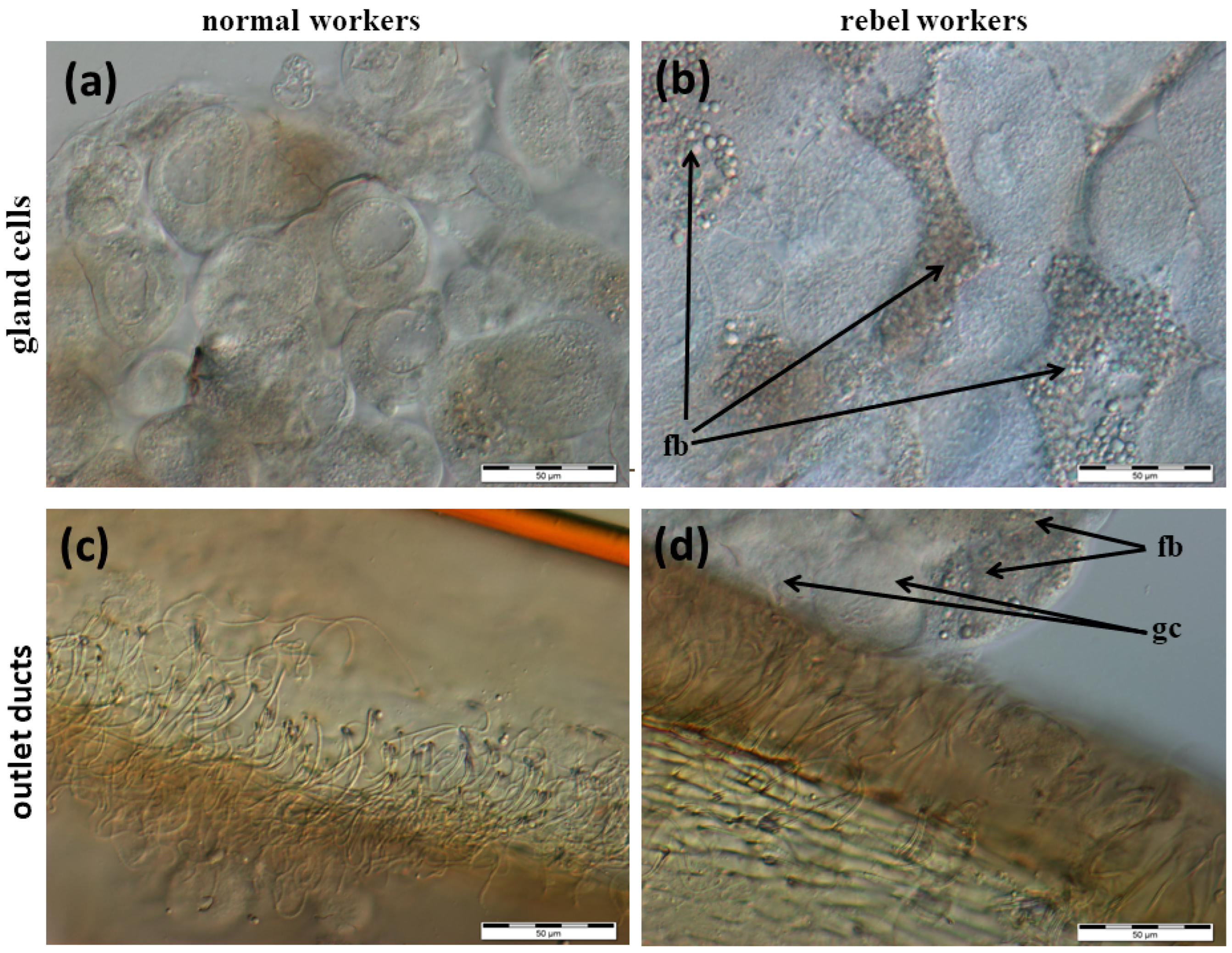 Insects 13 00401 g002