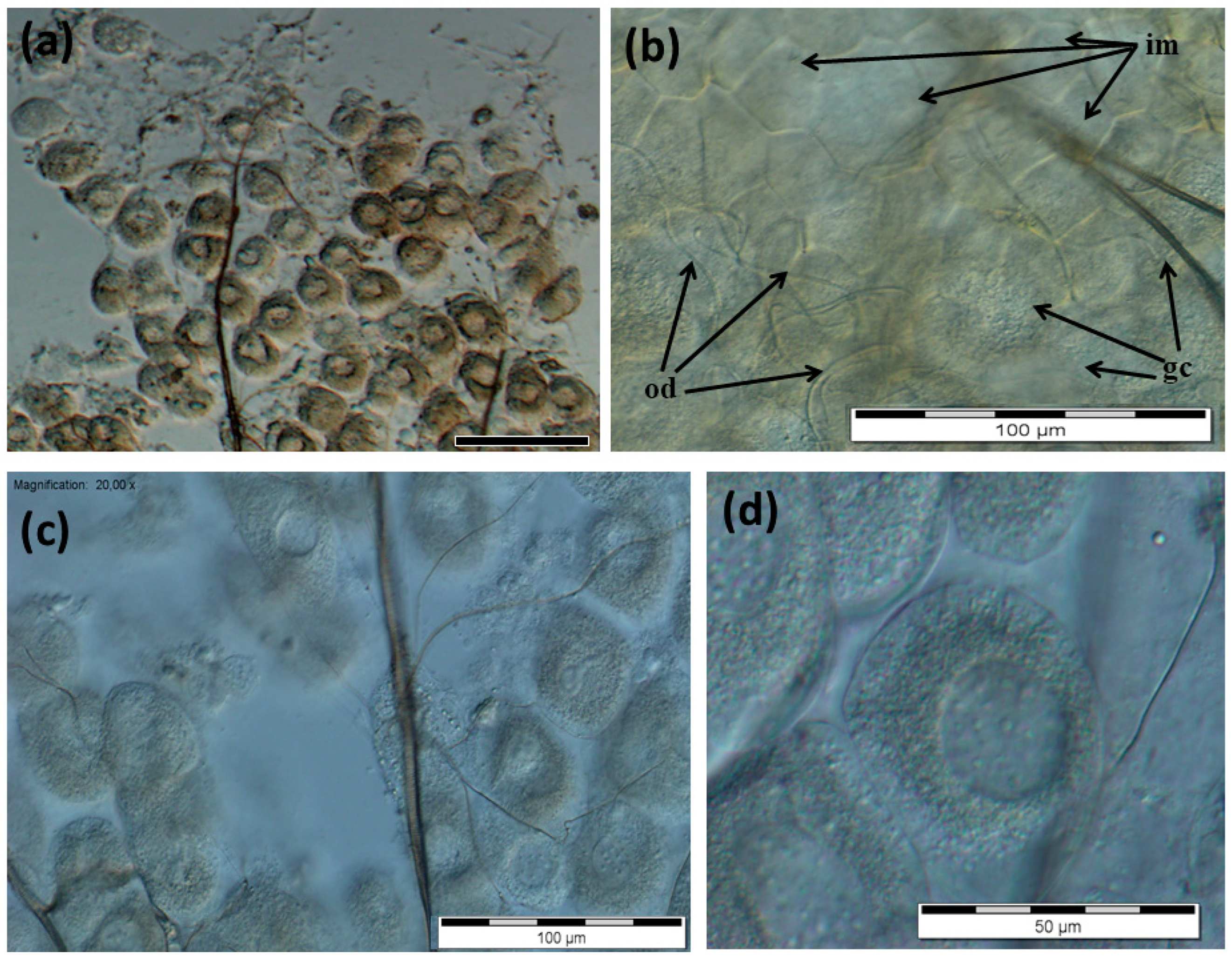 Insects 13 00401 g006