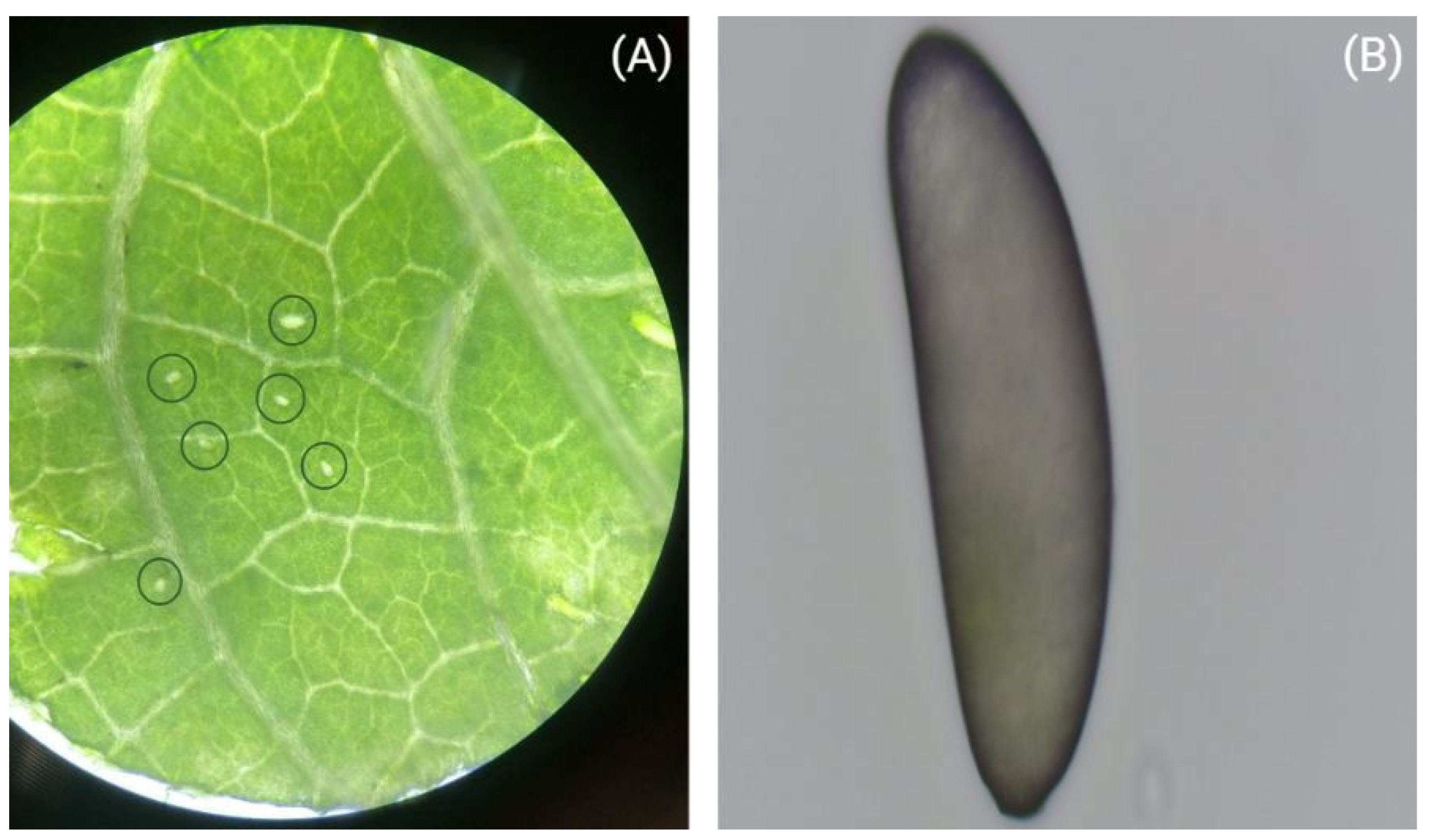 Insects 13 00408 g001