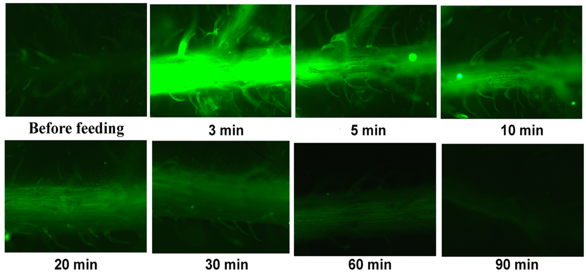 Insects 13 00409 g006 Insects 13 00409 g006