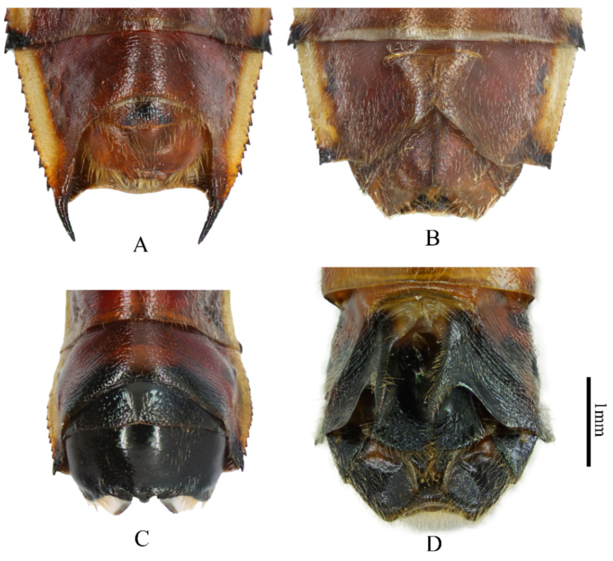 Insects 13 00411 g001