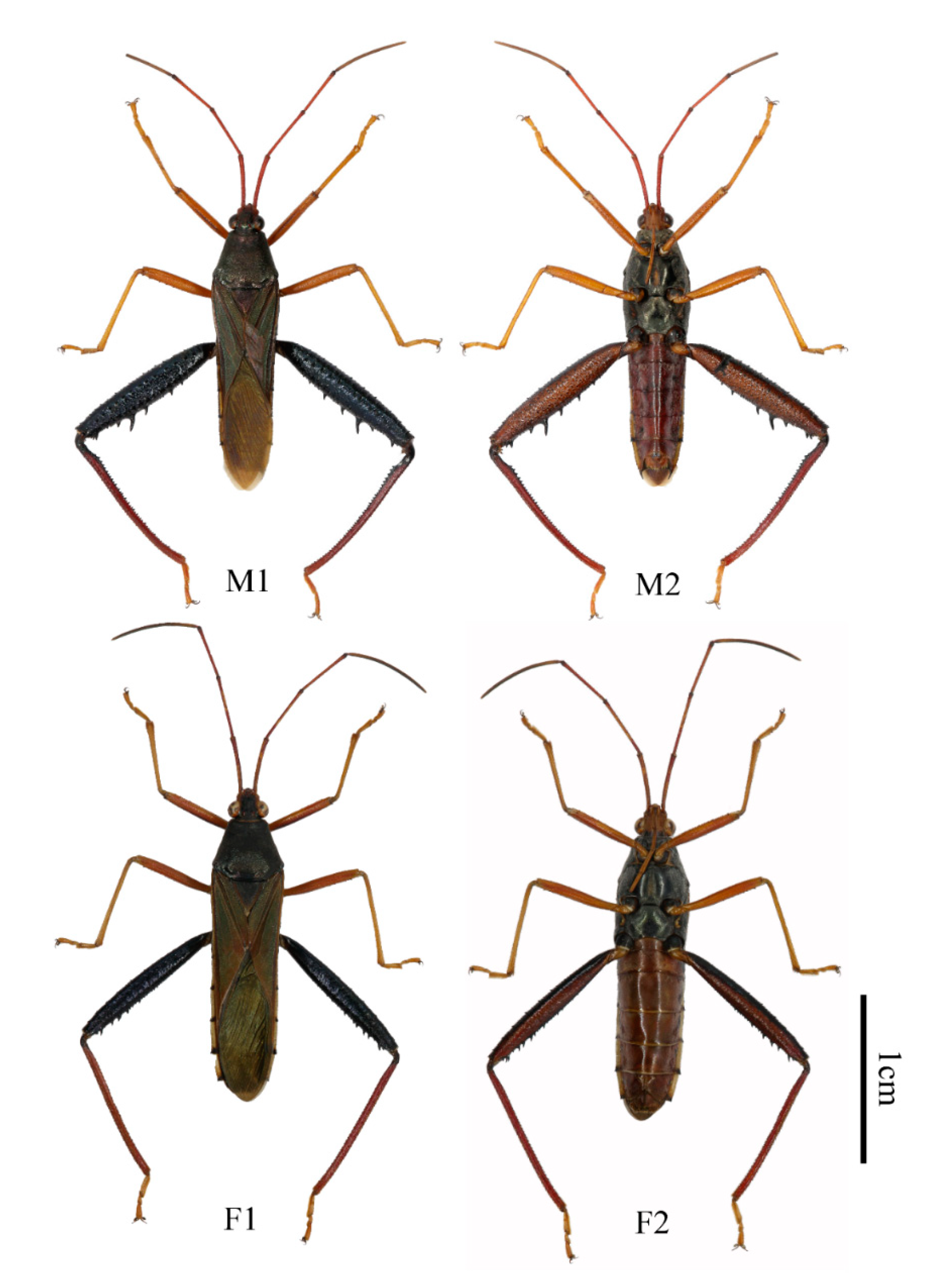 Insects 13 00411 g004