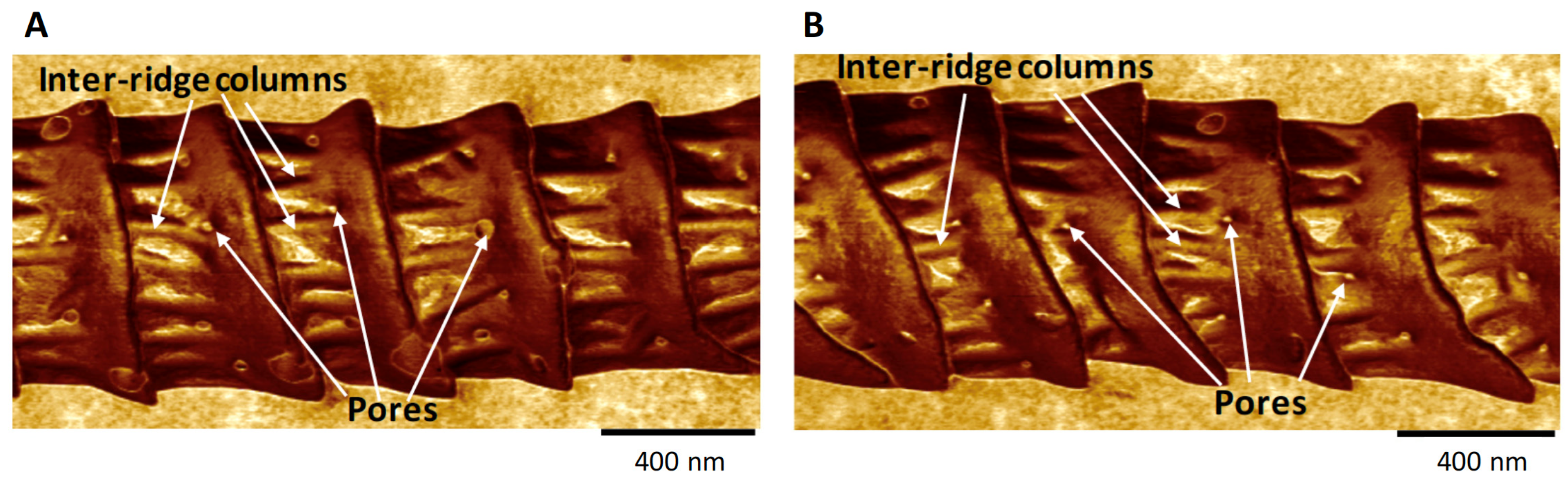 Insects 13 00423 g004