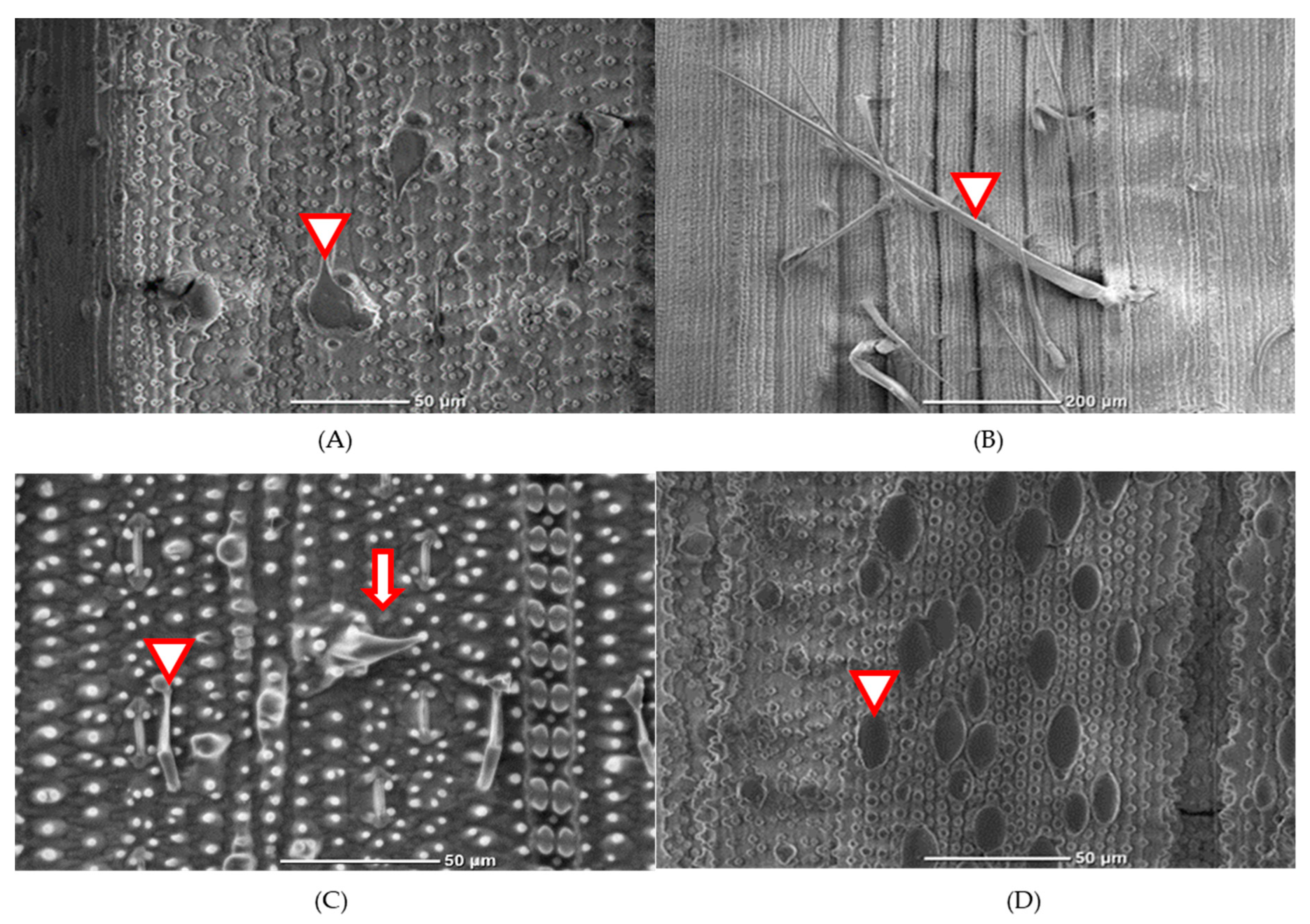 Insects 13 00427 g001