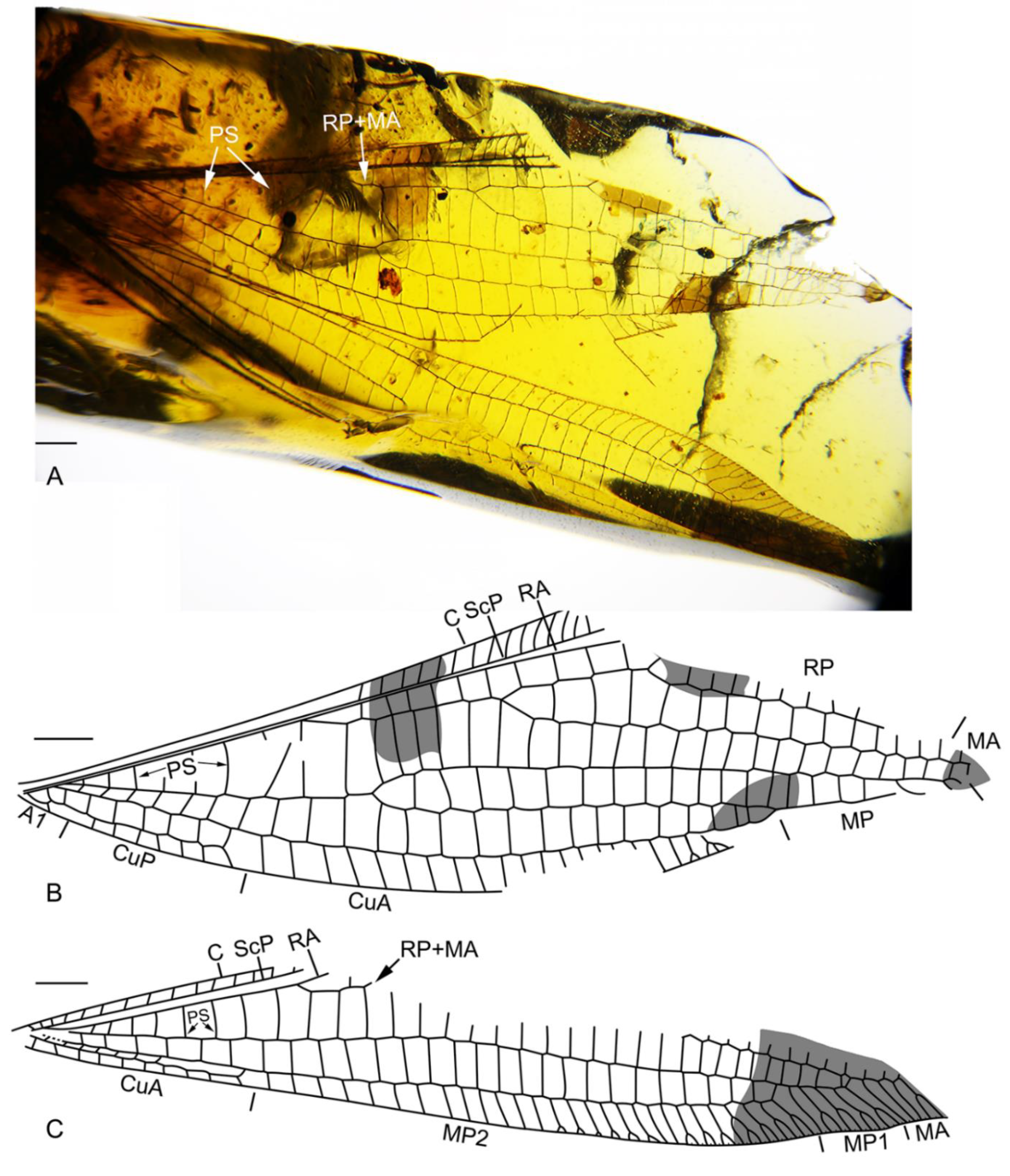 Insects 13 00429 g001