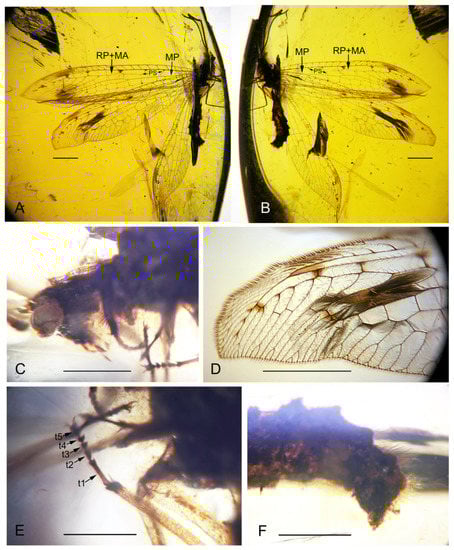 Insects 13 00429 g002 550