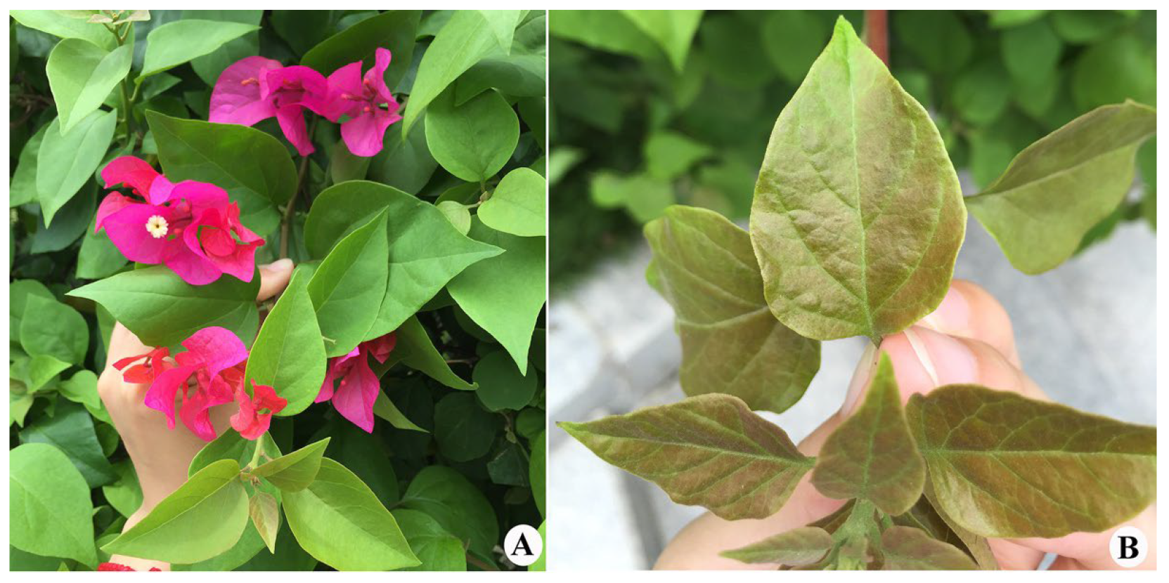 Insects 13 00431 g001