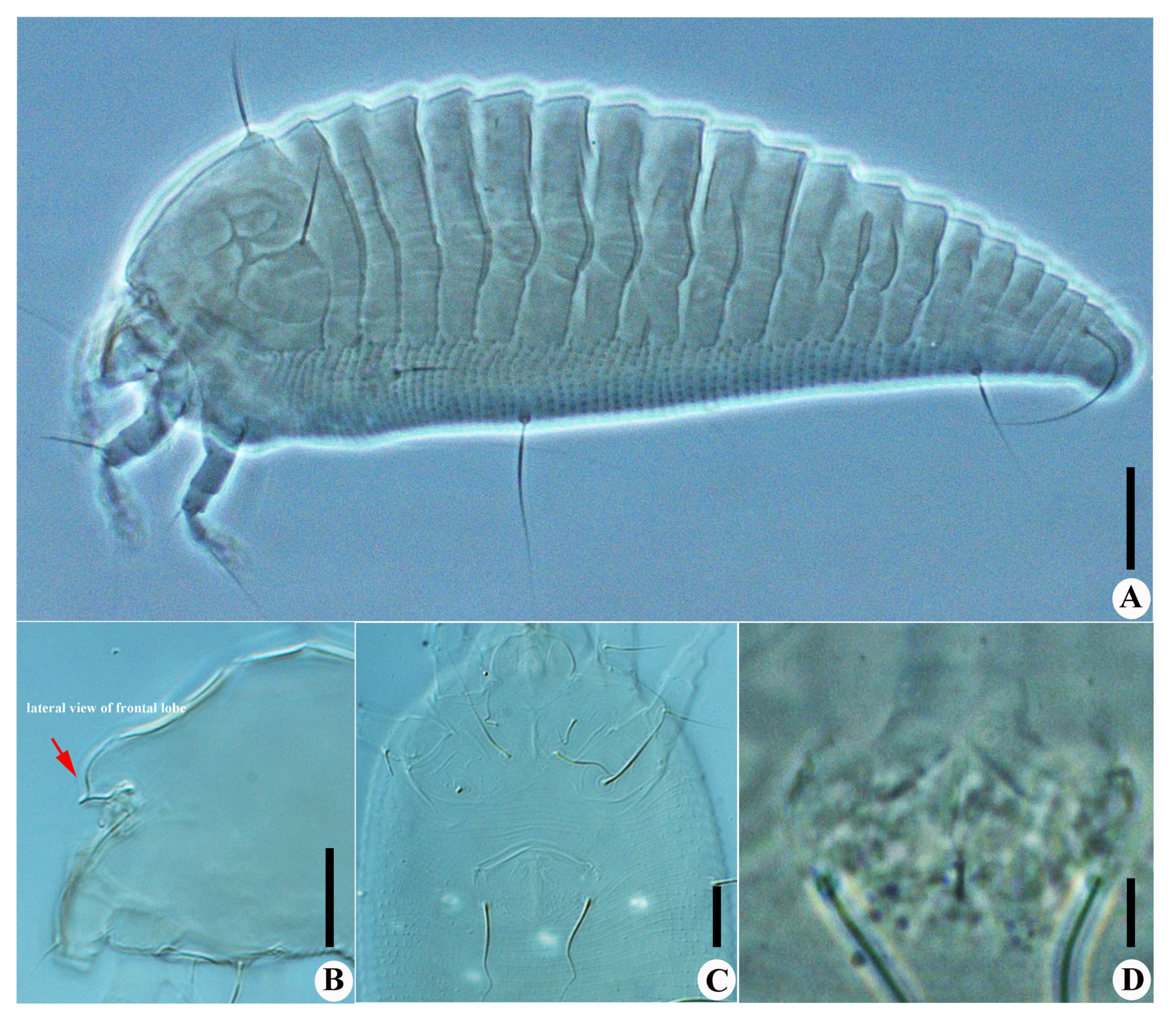 Insects 13 00431 g004