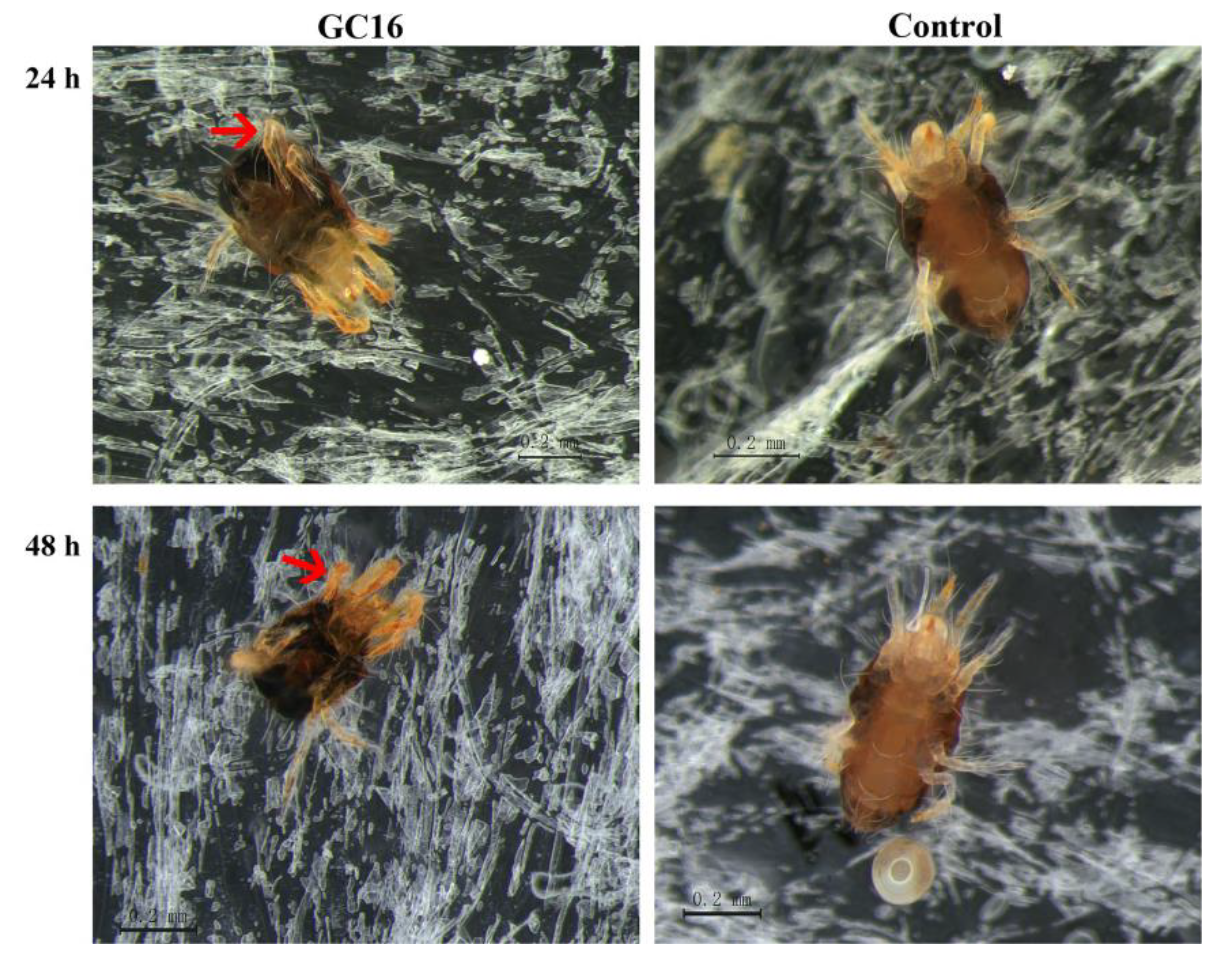 Insects 13 00433 g003 Insects 13 00433 g003