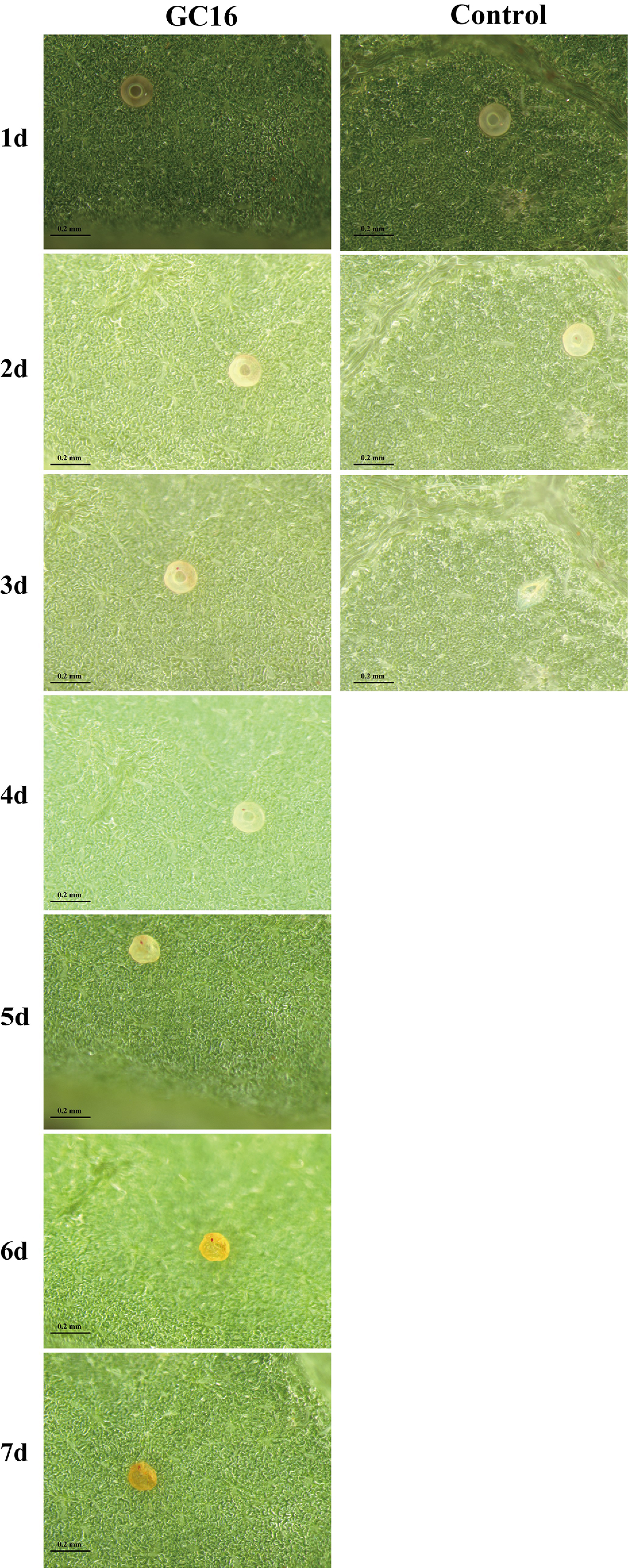 Insects 13 00433 g004 Insects 13 00433 g004