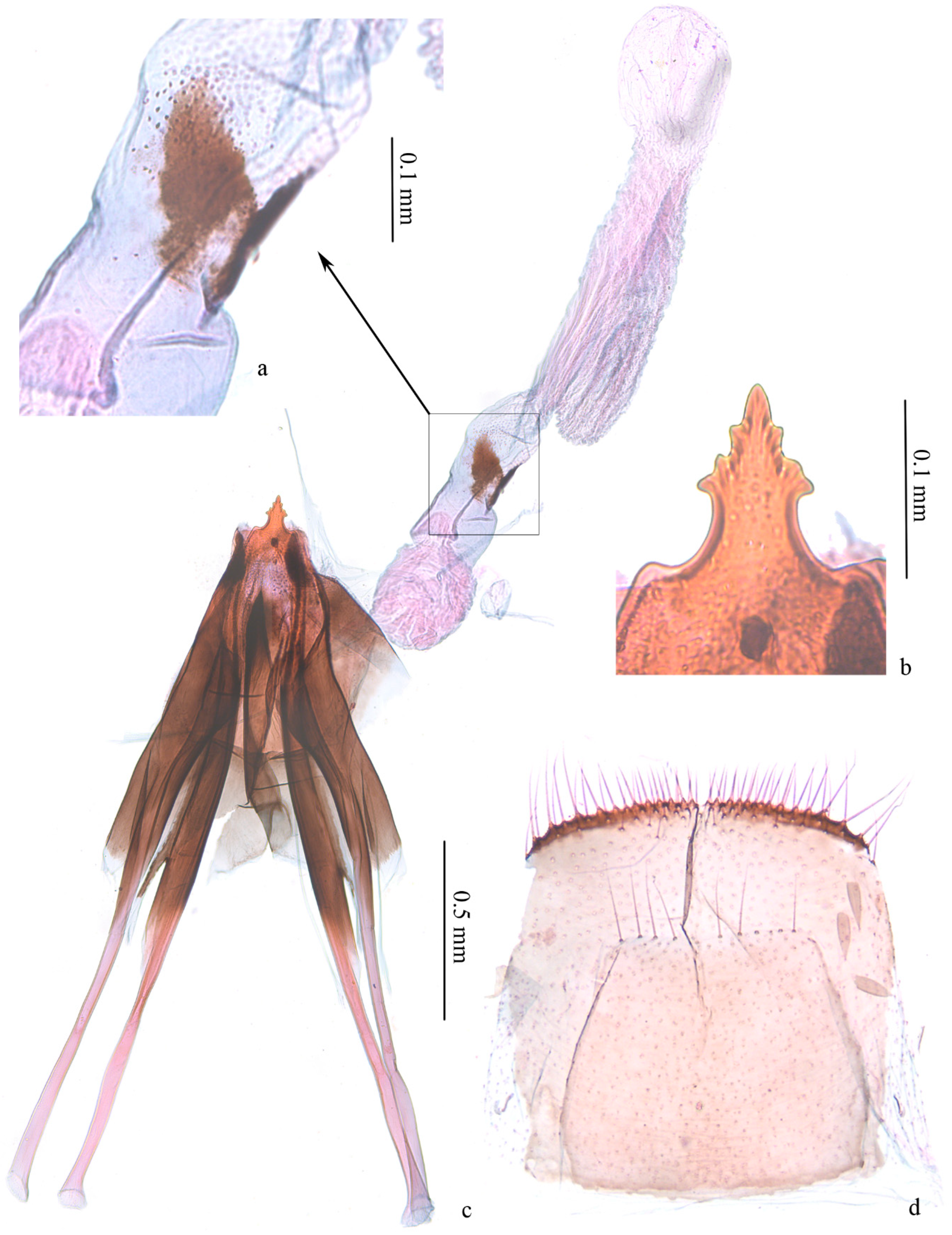 Insects 13 00440 g004