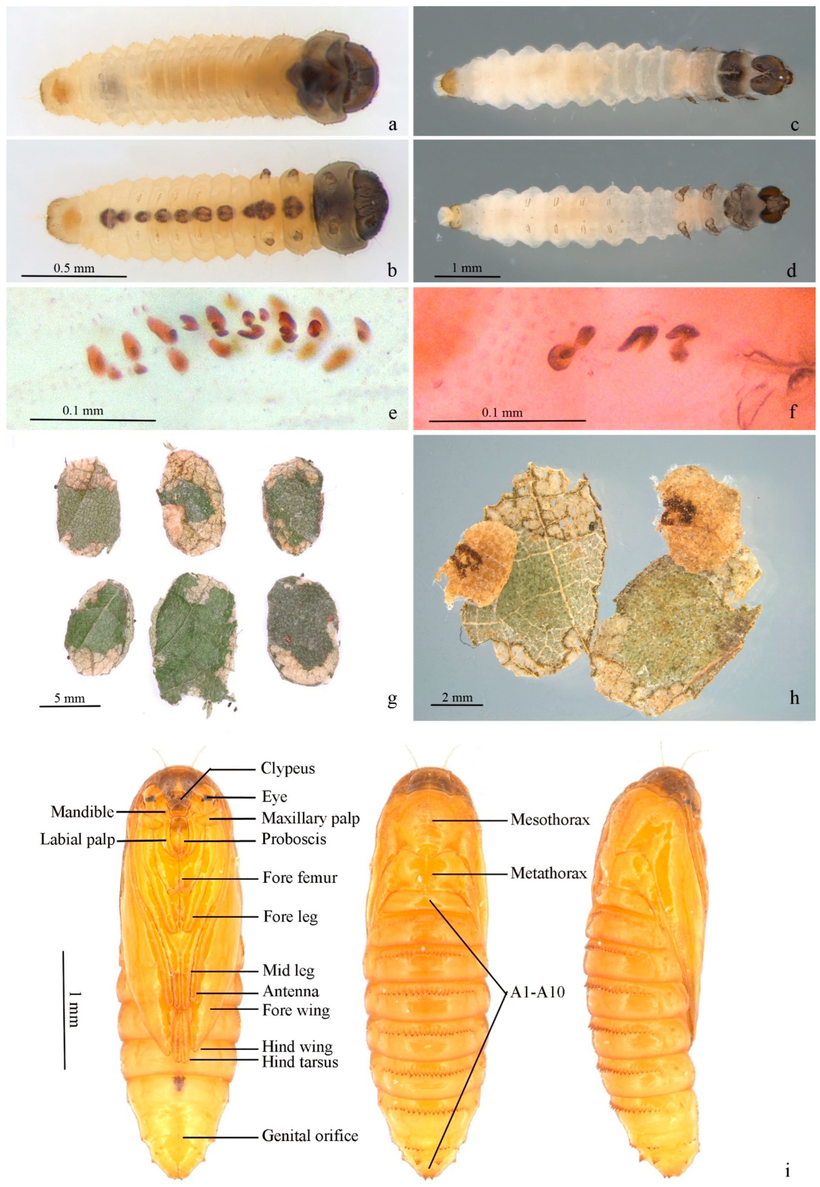 Insects 13 00440 g006