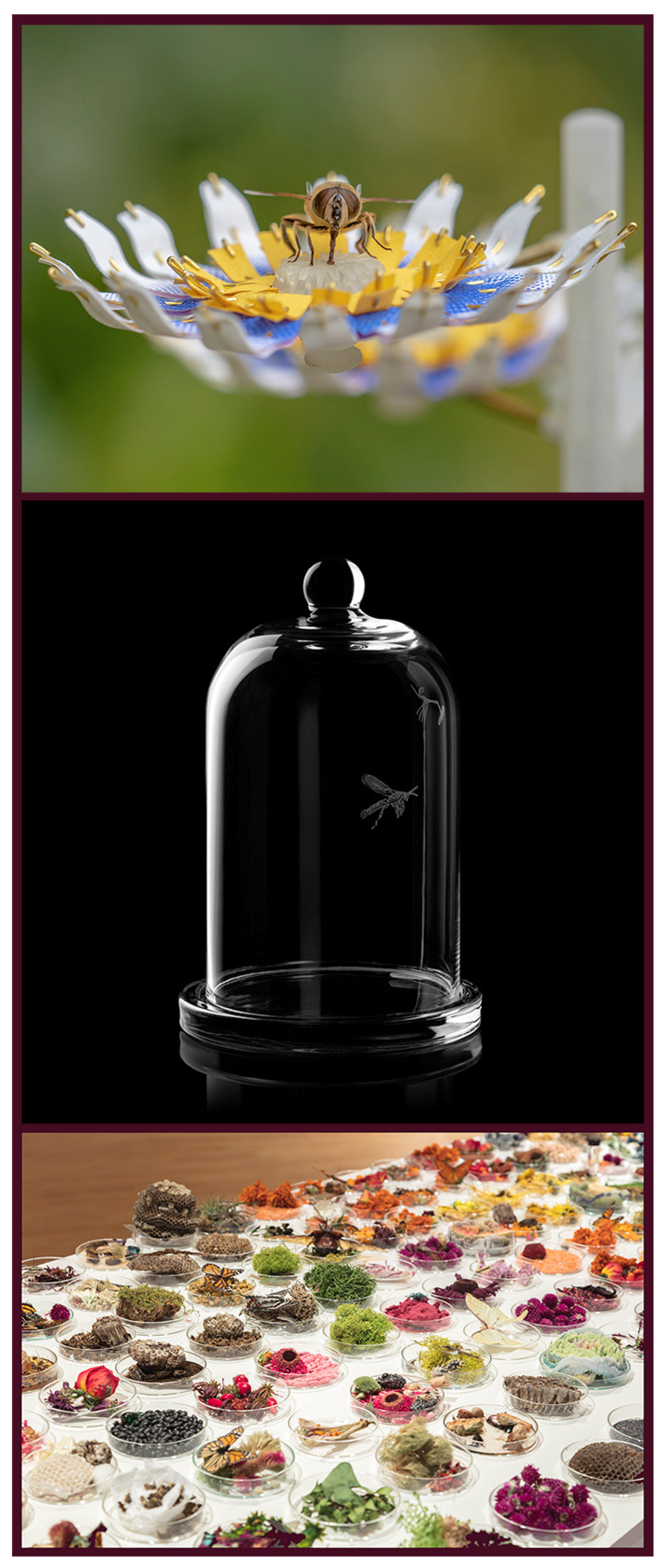 Insects 13 00448 g003