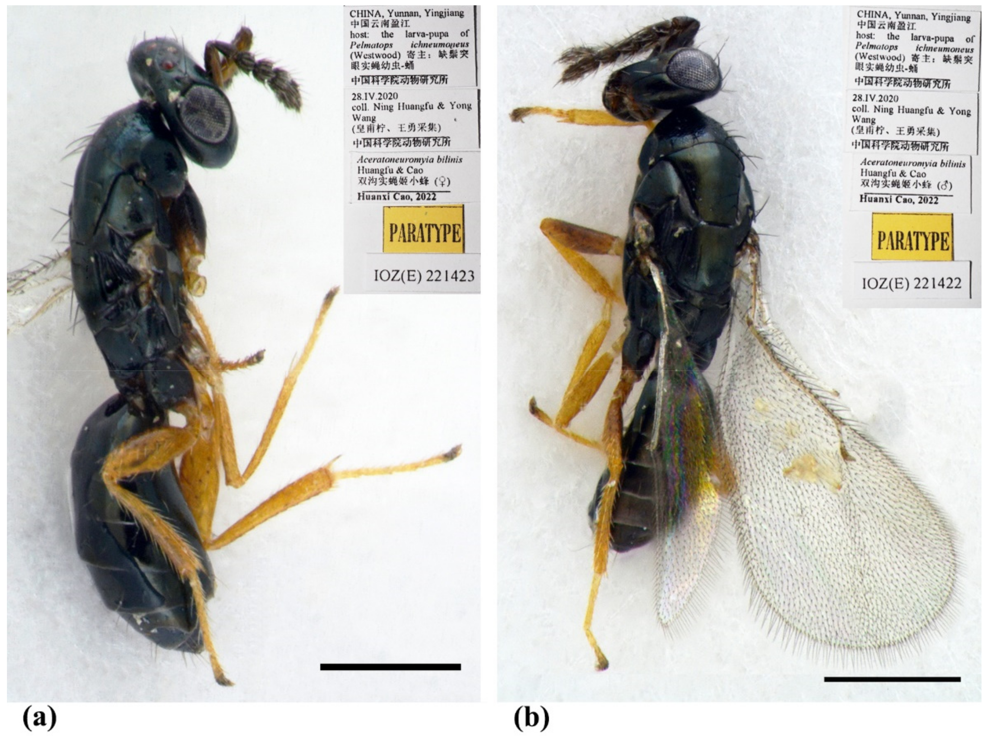 Insects 13 00450 g002