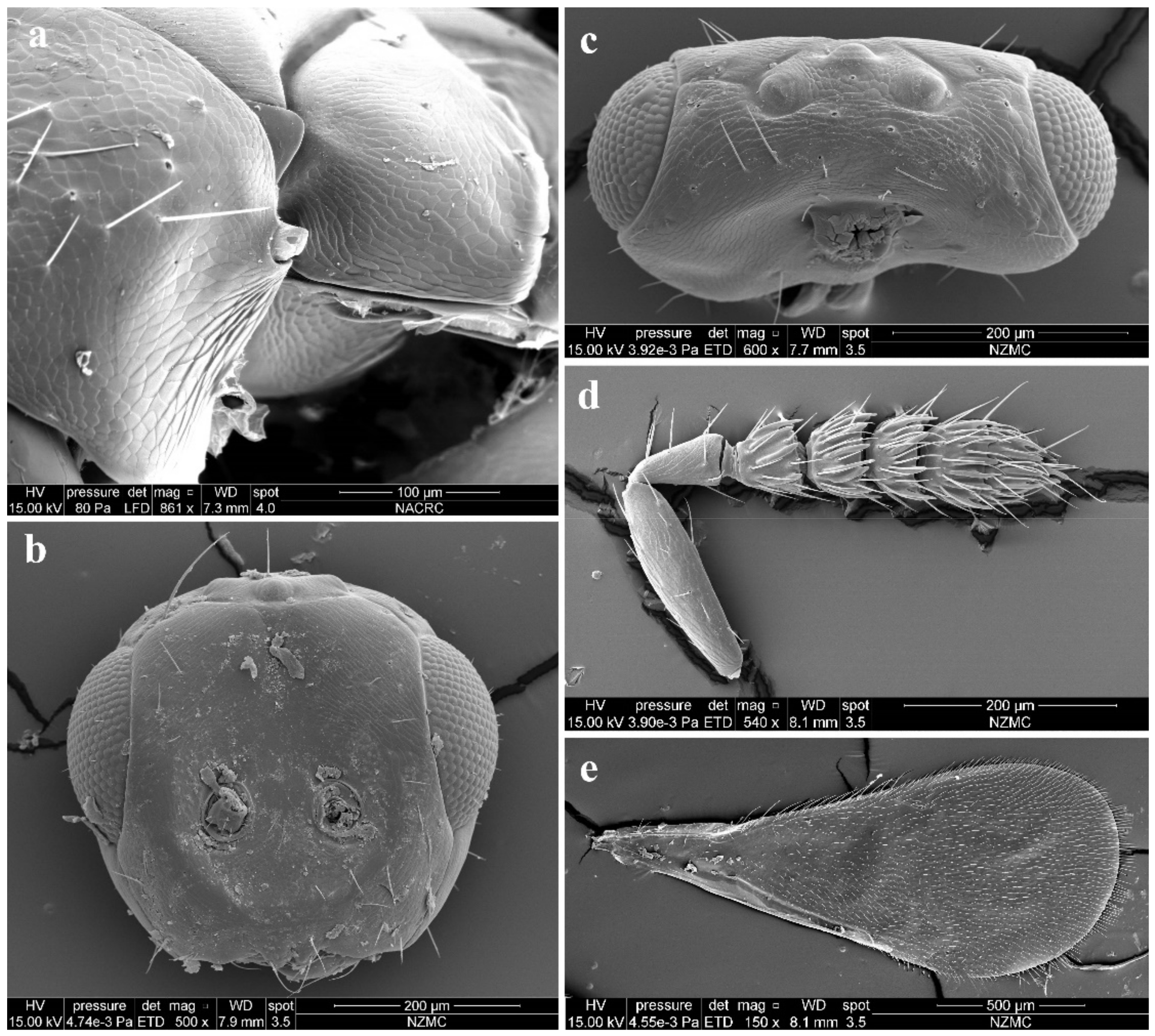 Insects 13 00450 g003