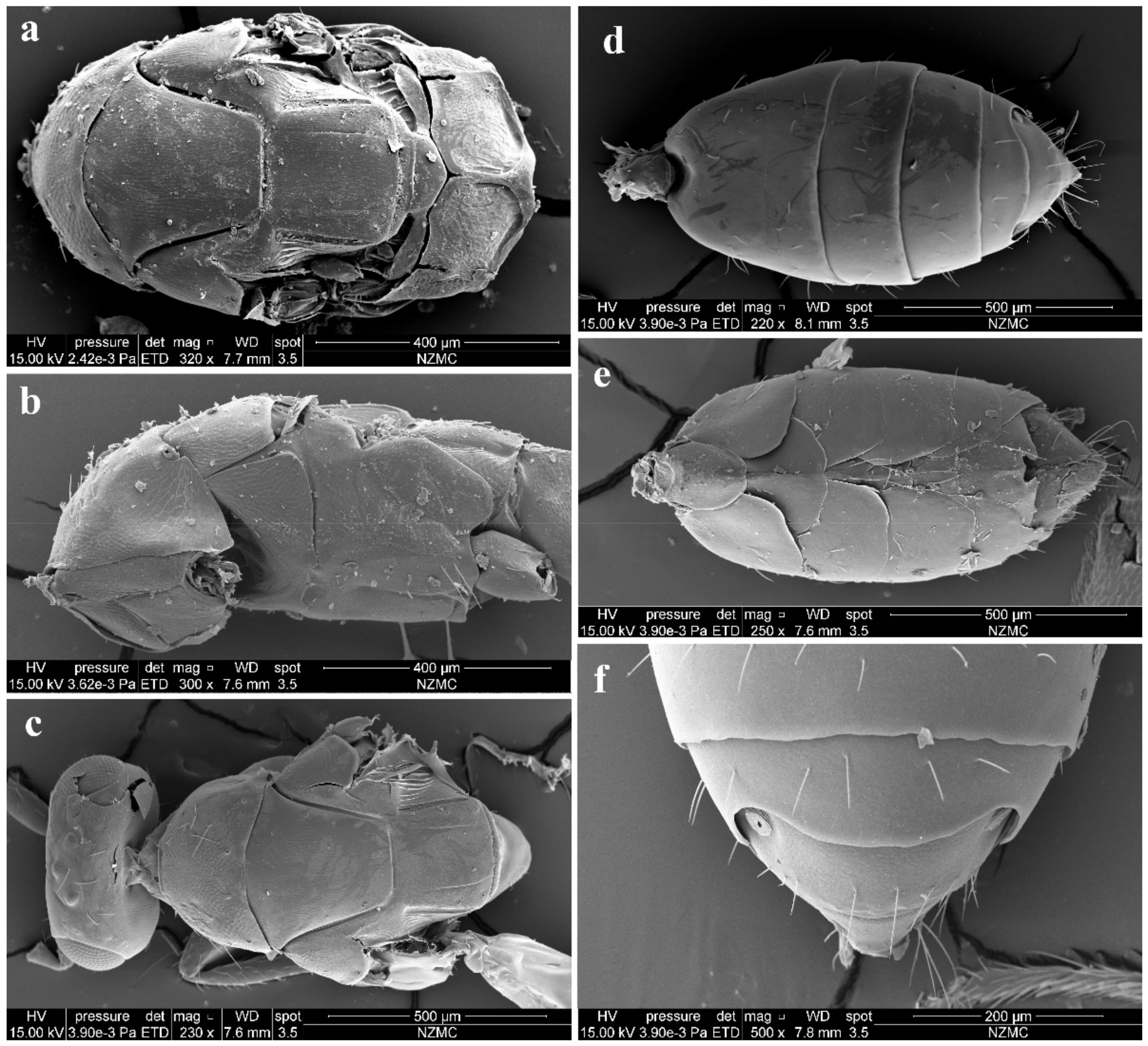 Insects 13 00450 g004