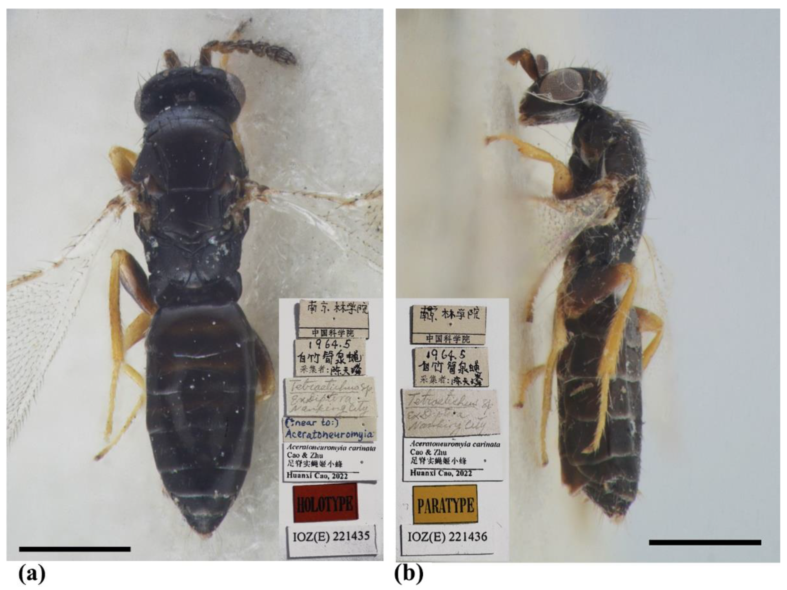 Insects 13 00450 g006