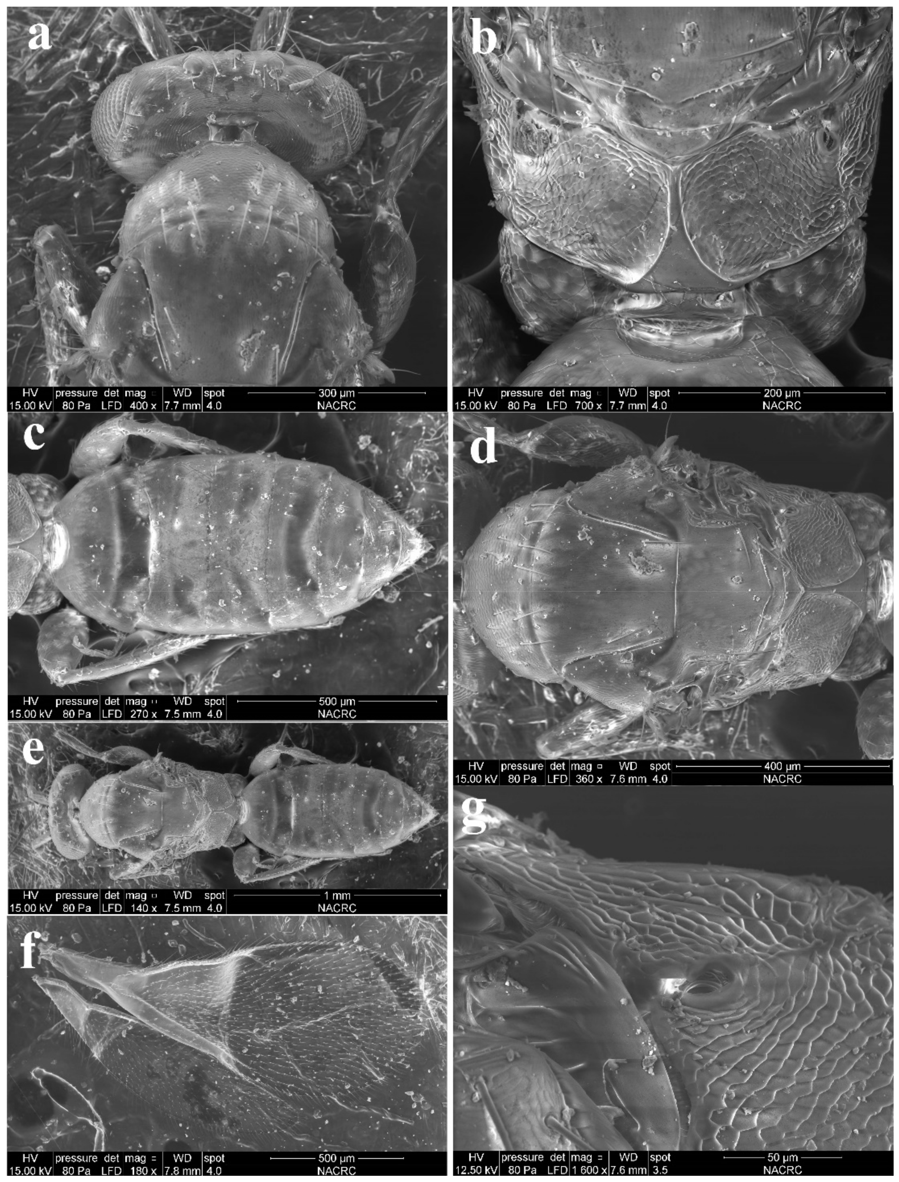 Insects 13 00450 g007