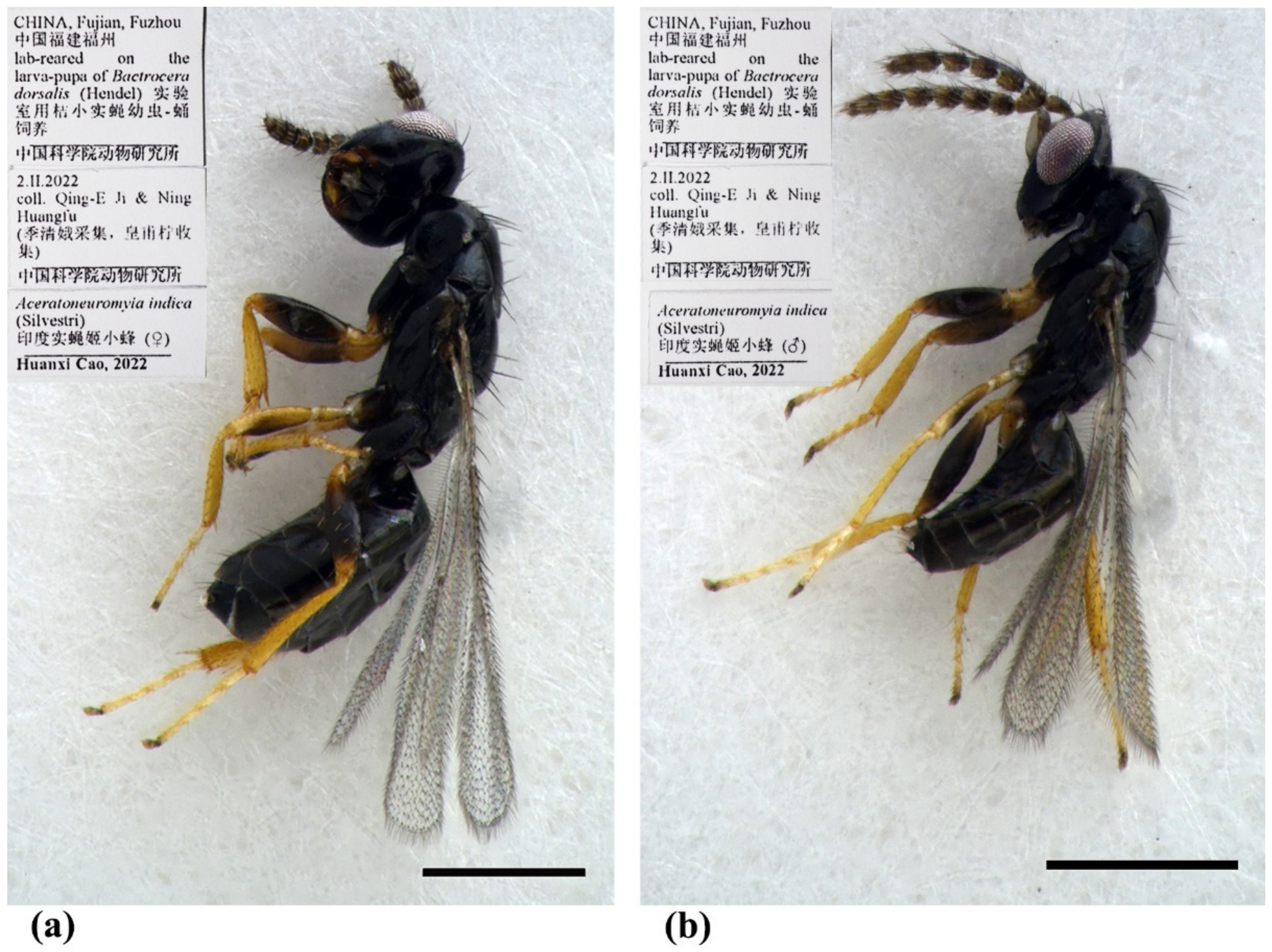 Insects 13 00450 g008