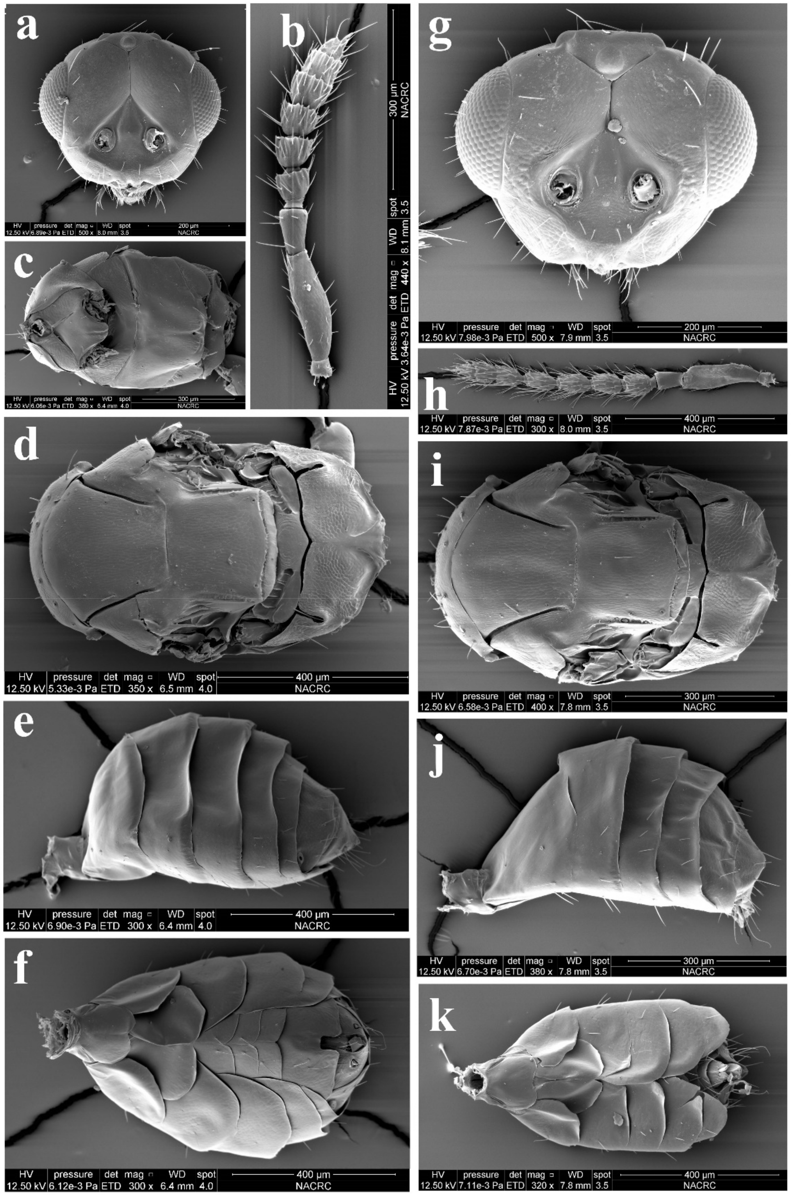 Insects 13 00450 g009