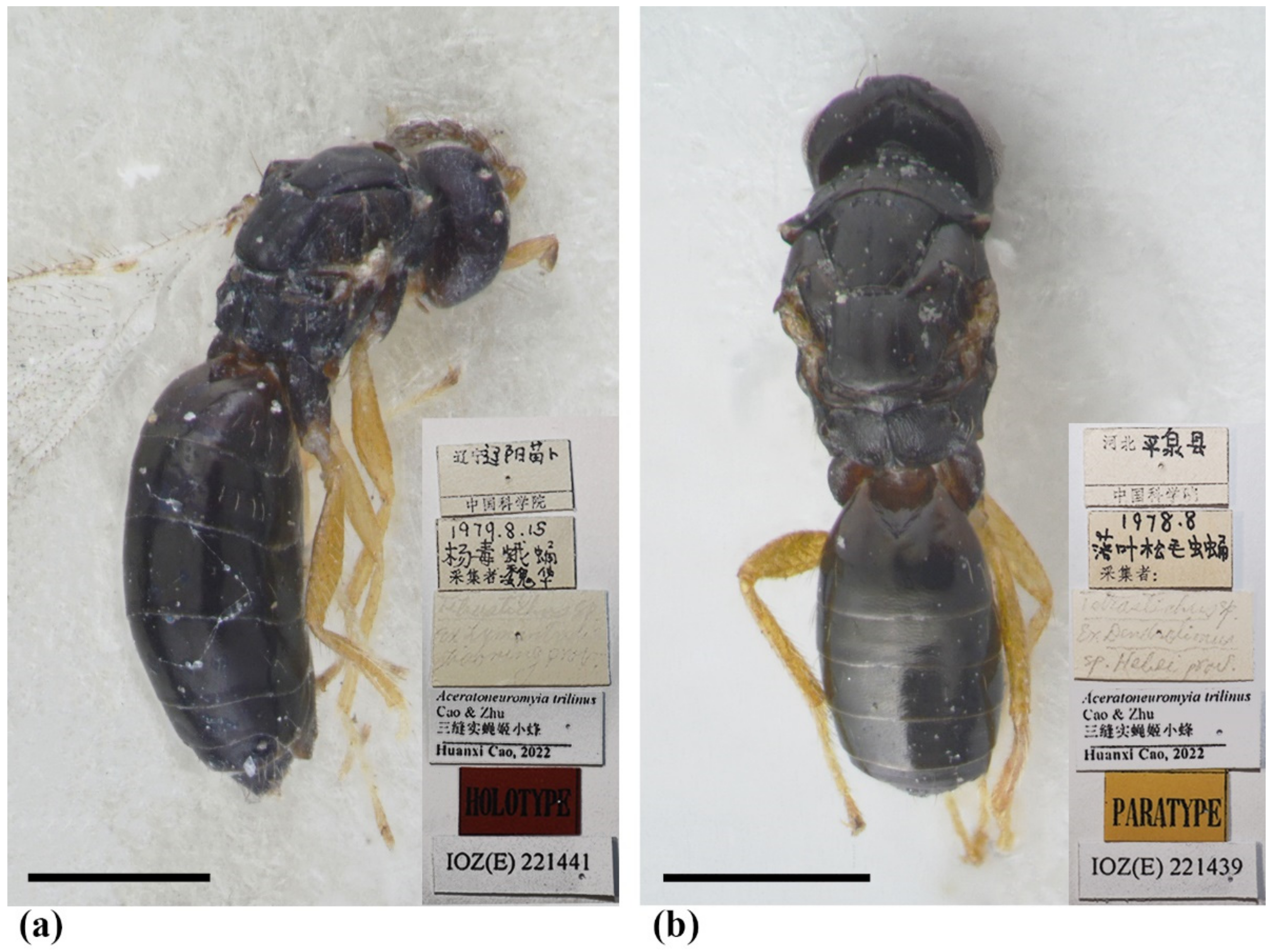 Insects 13 00450 g010