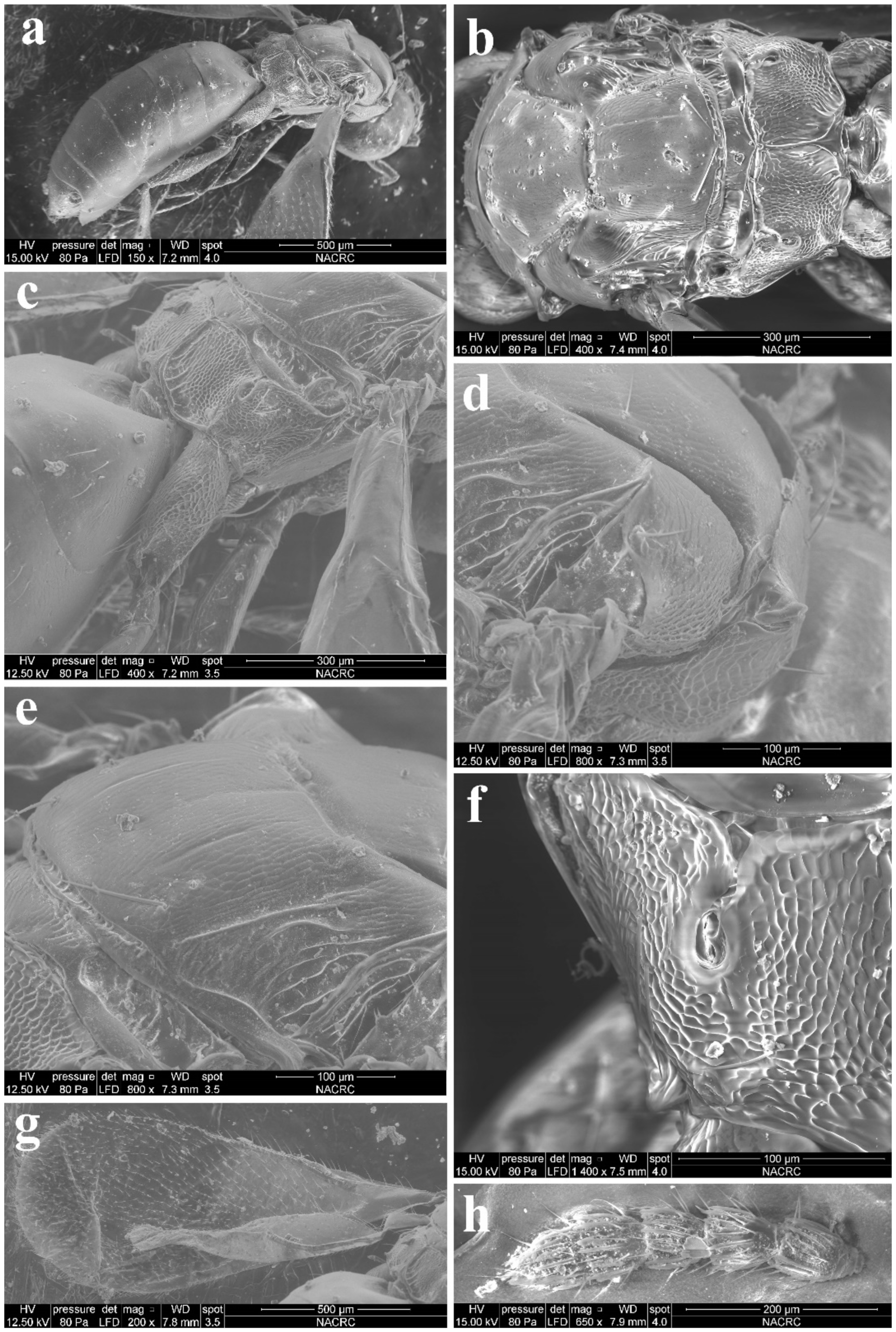 Insects 13 00450 g011