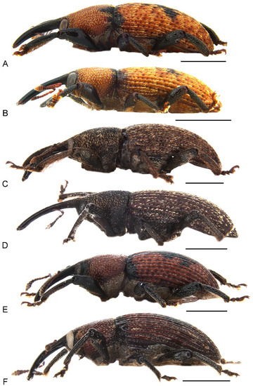 Insects 13 00456 g002