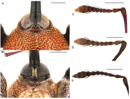 Insects 13 00456 g003