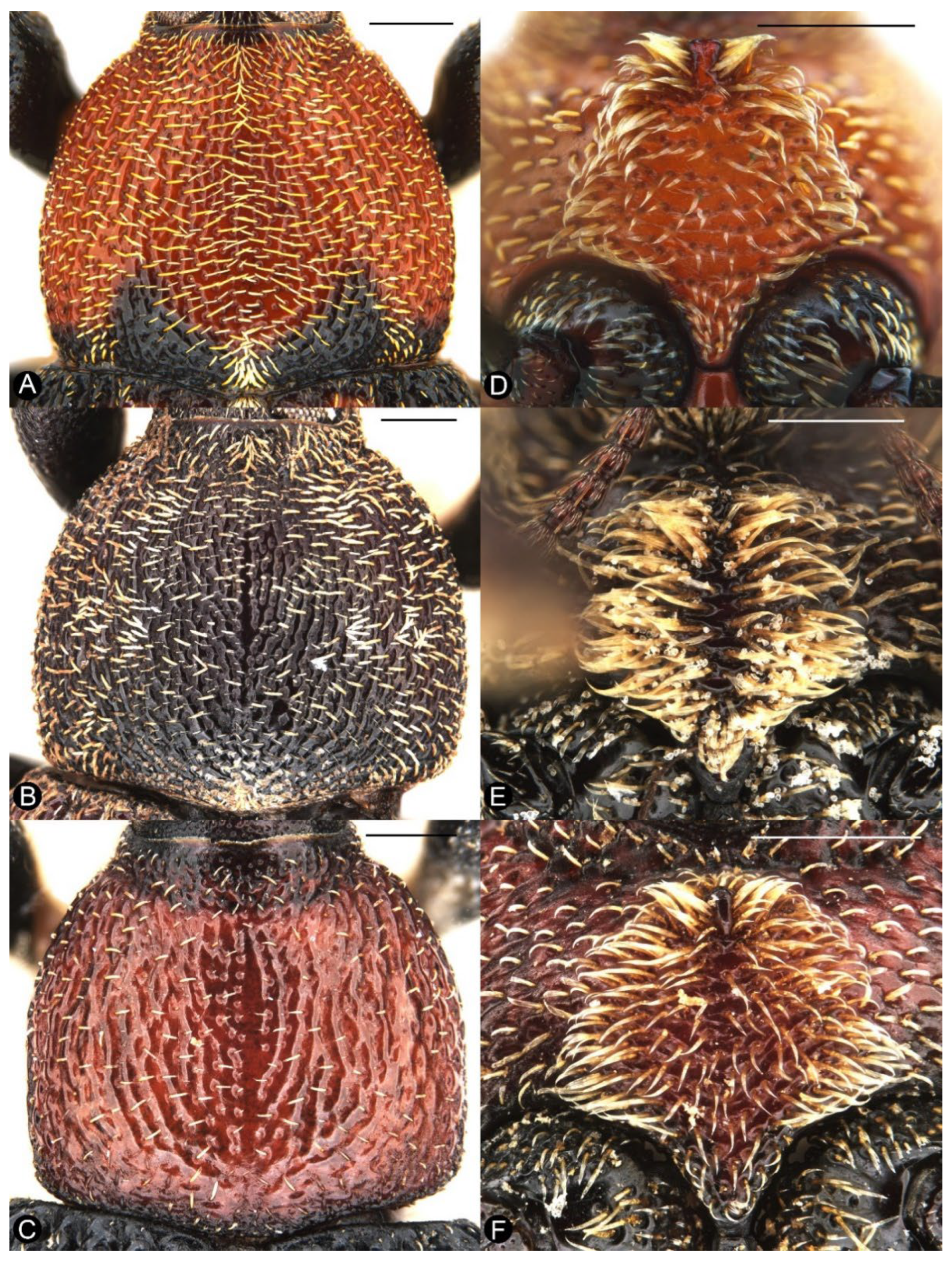 Insects 13 00456 g004