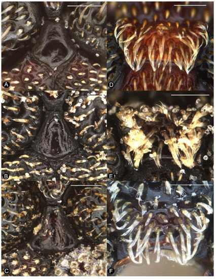 Insects 13 00456 g005