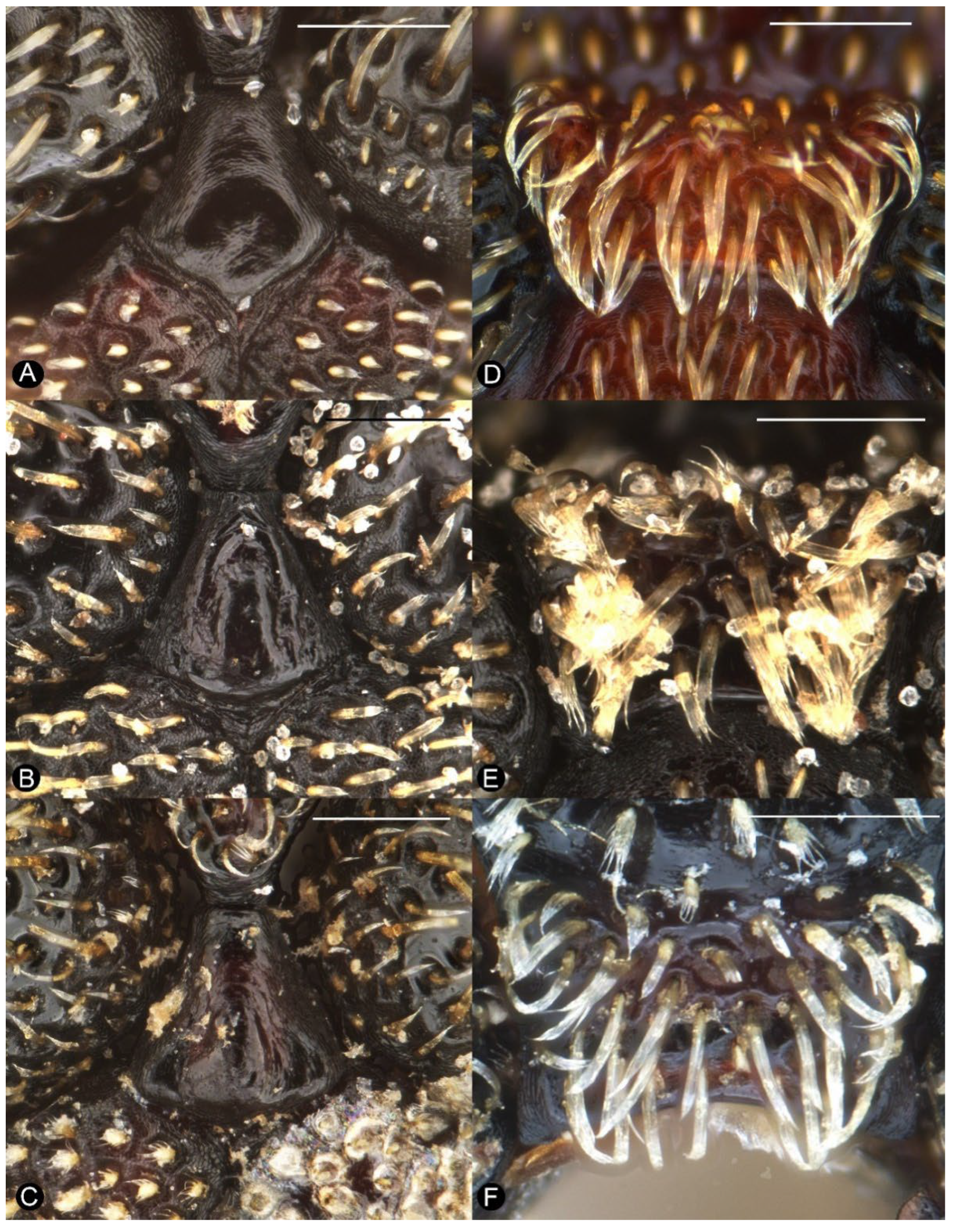 Insects 13 00456 g005