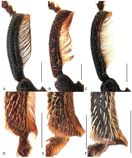 Insects 13 00456 g006