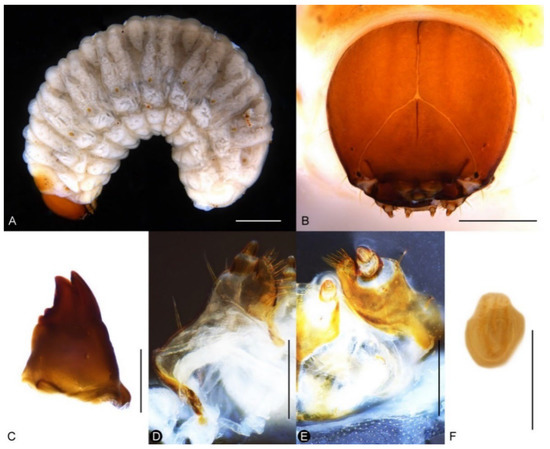 Insects 13 00456 g012